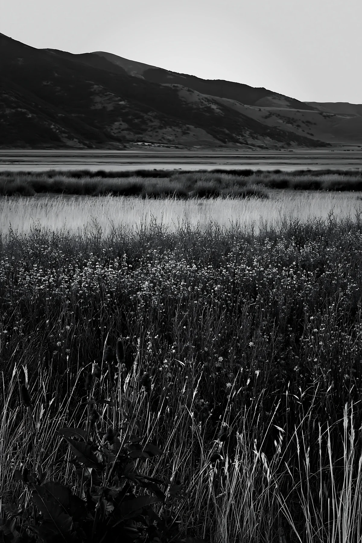 Sainfoin chicory meadow at dusk by the mountains - AI-generated stock image