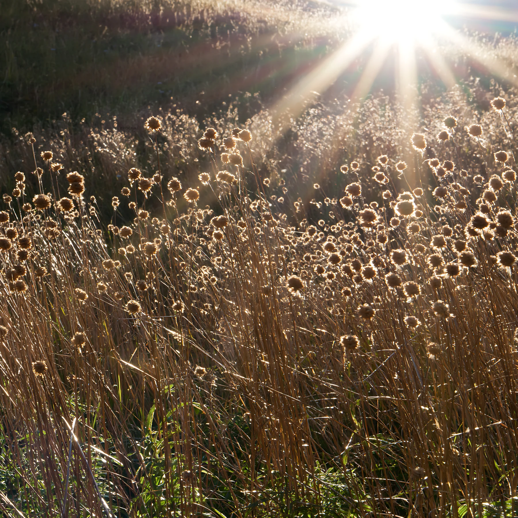 Alpe di Siusi meadow with sunbeams shining through grass - AI-generated stock image