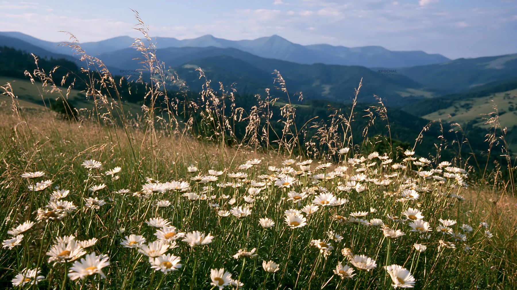 Slovak meadow with flowers in Carpathian valley - AI-generated stock image
