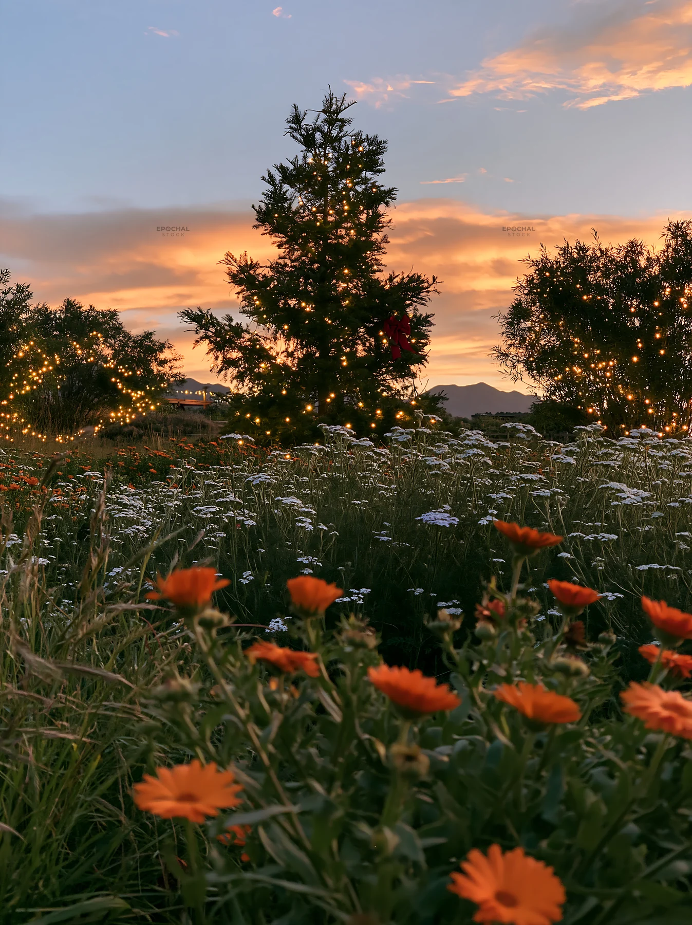 Christmas tree in meadow under sunset sky - AI-generated stock image