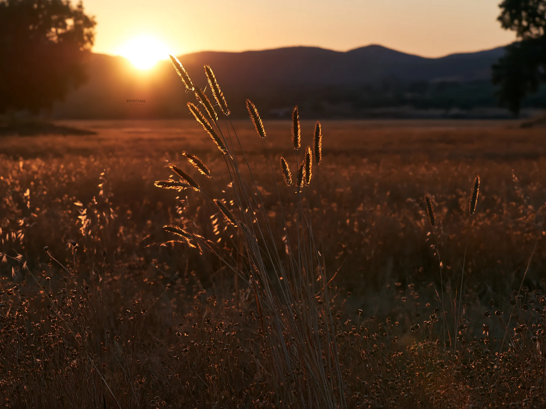 Meadow seedheads backlit by sunset in a quiet field - AI-generated stock image