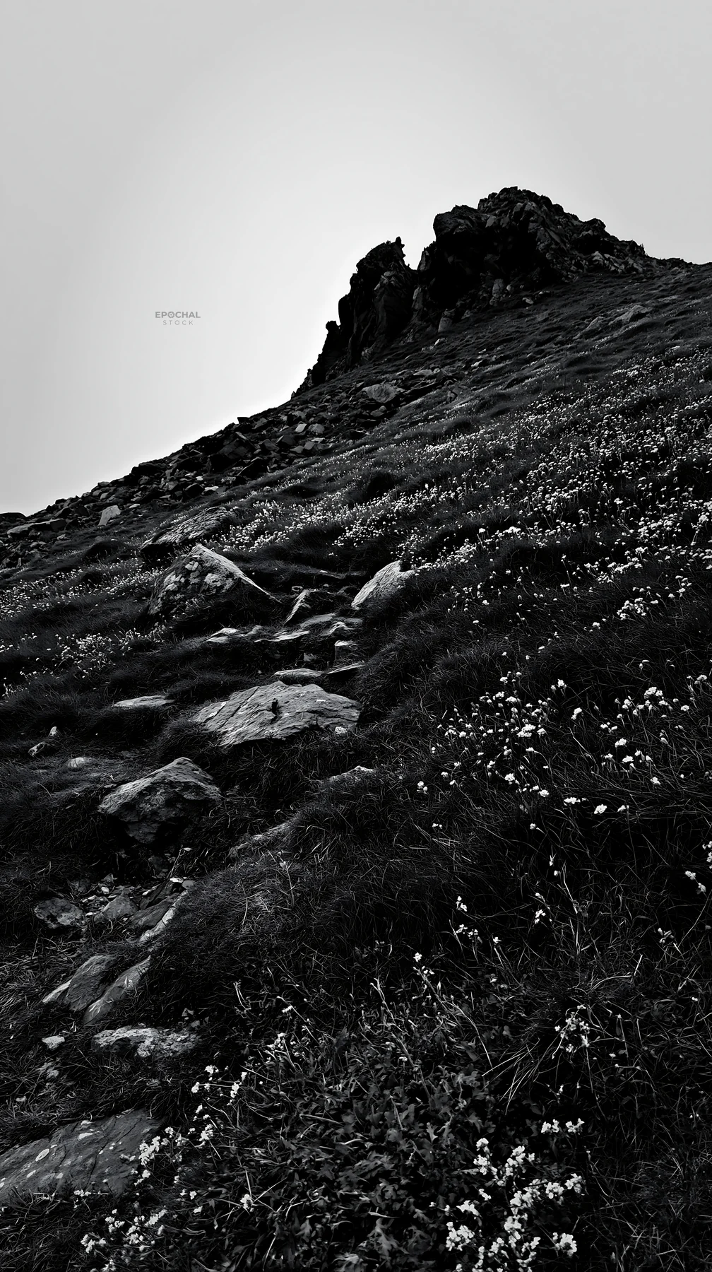 Coastal meadow with rocky path and flowers in black and white - AI-generated stock image
