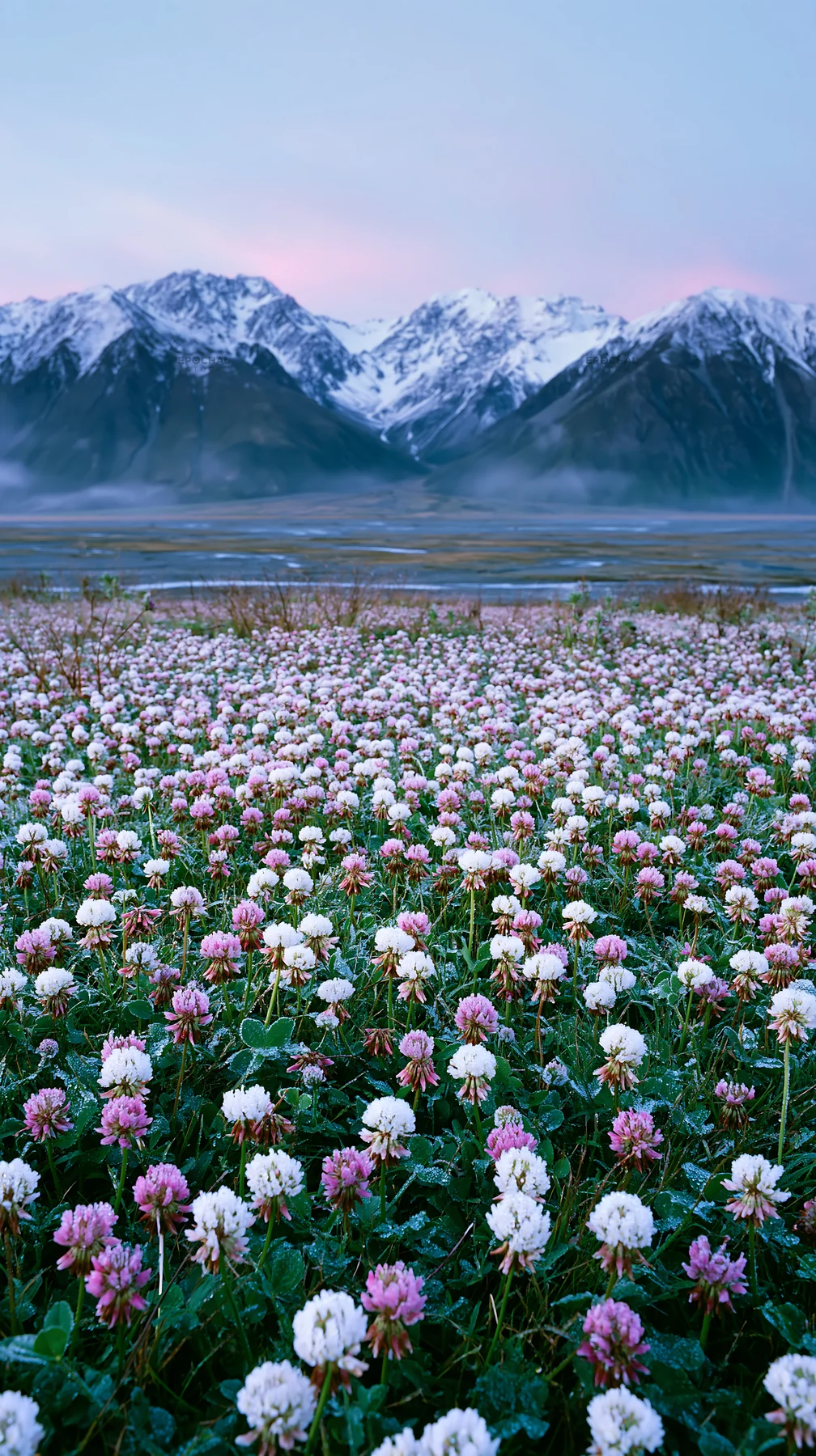 Clover meadow with dew in front of snowy mountains - AI-generated stock image
