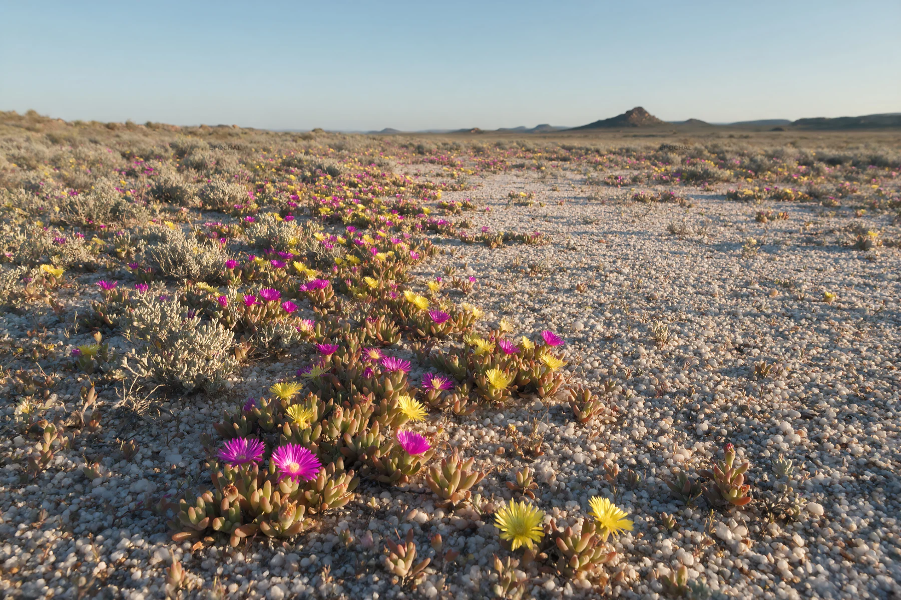 Drought-tolerant meadow with colorful flowers in dry landscape - AI-generated stock image