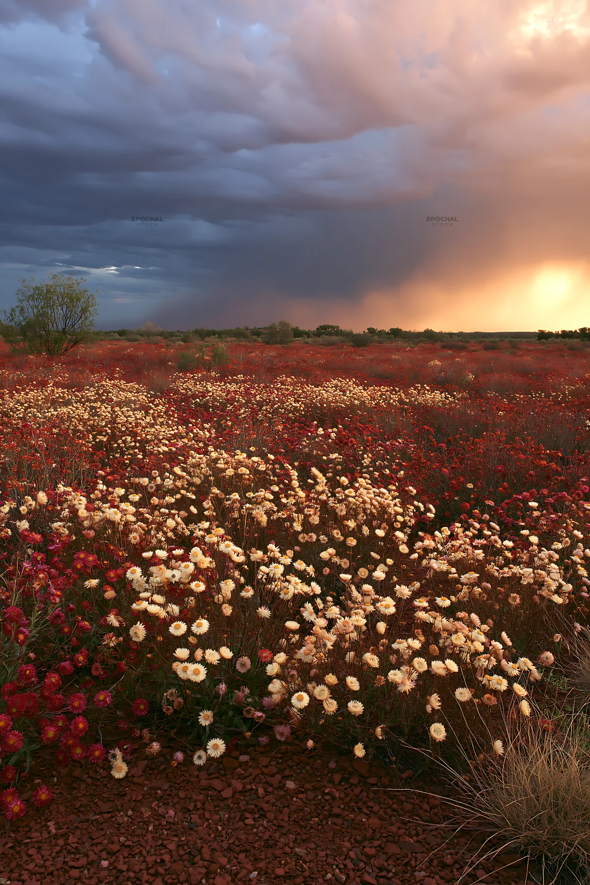 Drought-tolerant meadow with flowers and stormy sky in evening light - AI-generated stock image