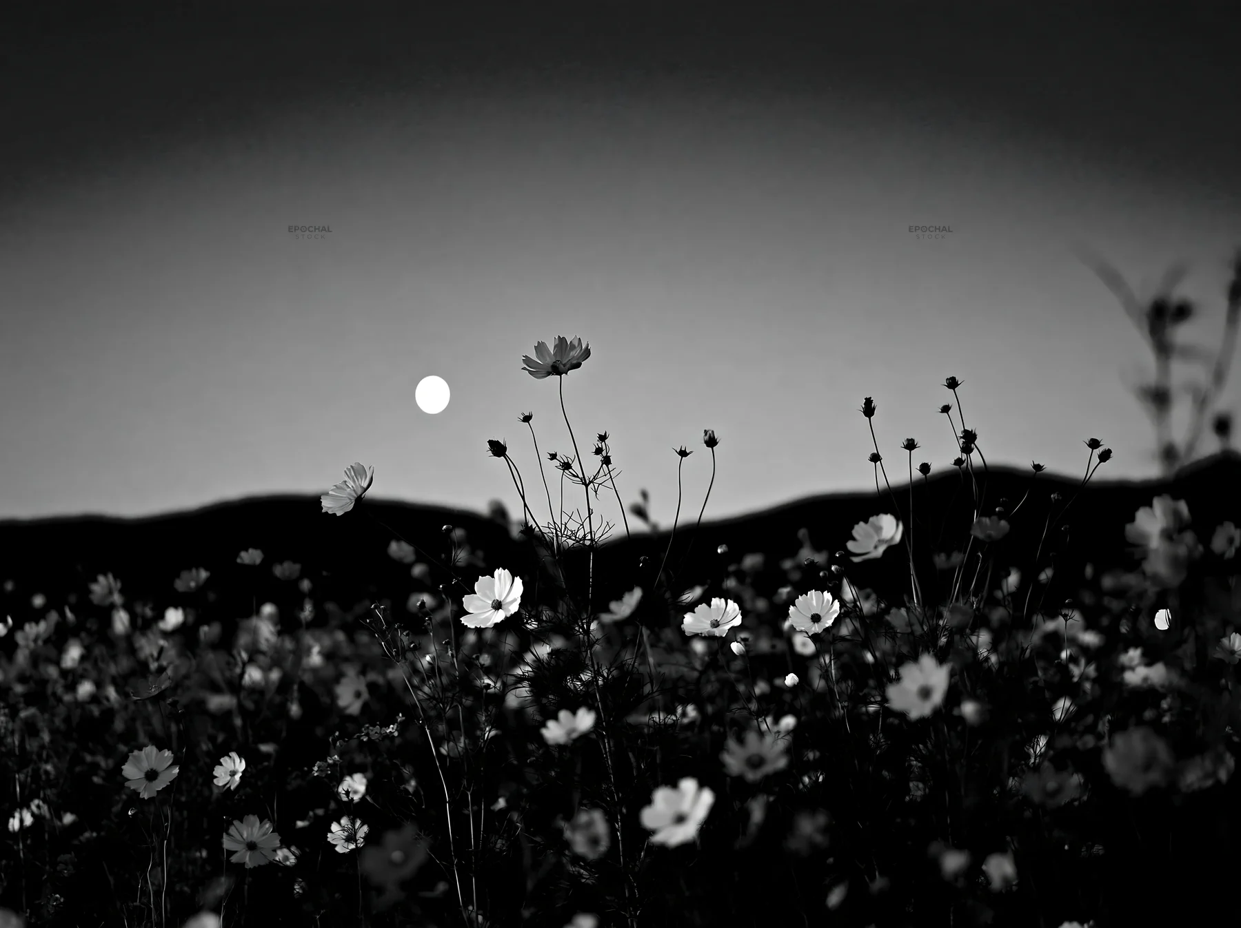 Colorful cosmos meadow with moon in the background - AI-generated stock image