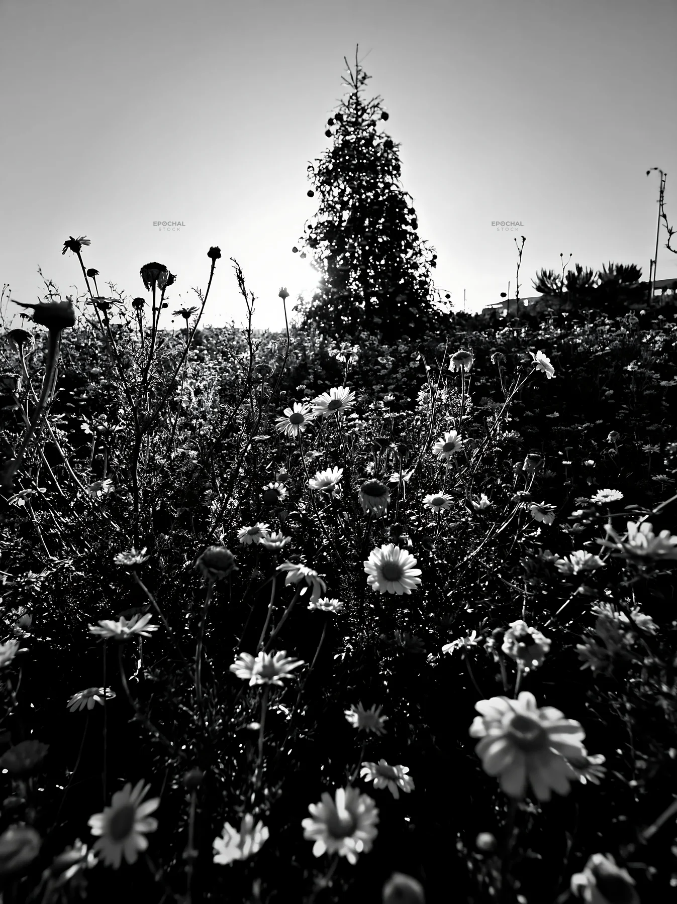 Christmas tree among flowers in a meadow under bright sky - AI-generated stock image