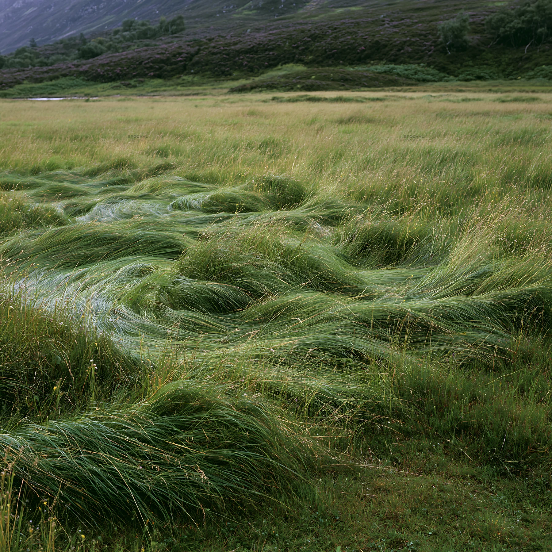 Tall grass meadow under cloudy sky in rural landscape - AI-generated stock image
