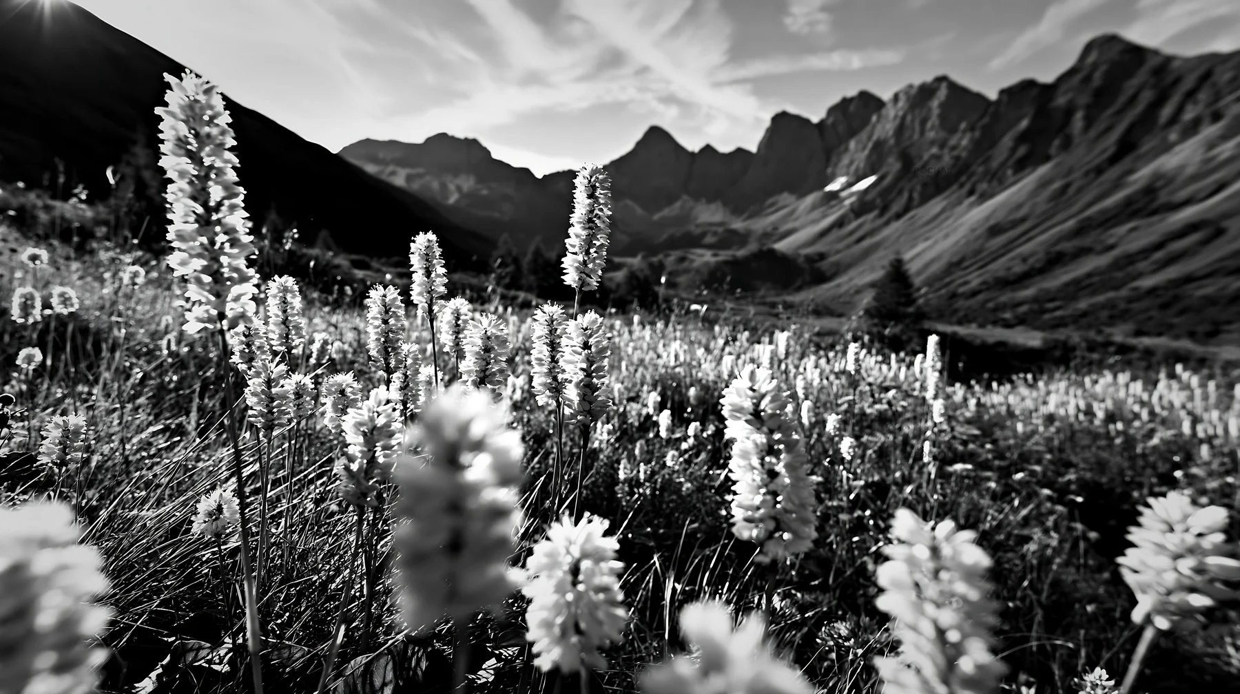 Swiss alpine meadow with wildflowers and mountain backdrop - AI-generated stock image