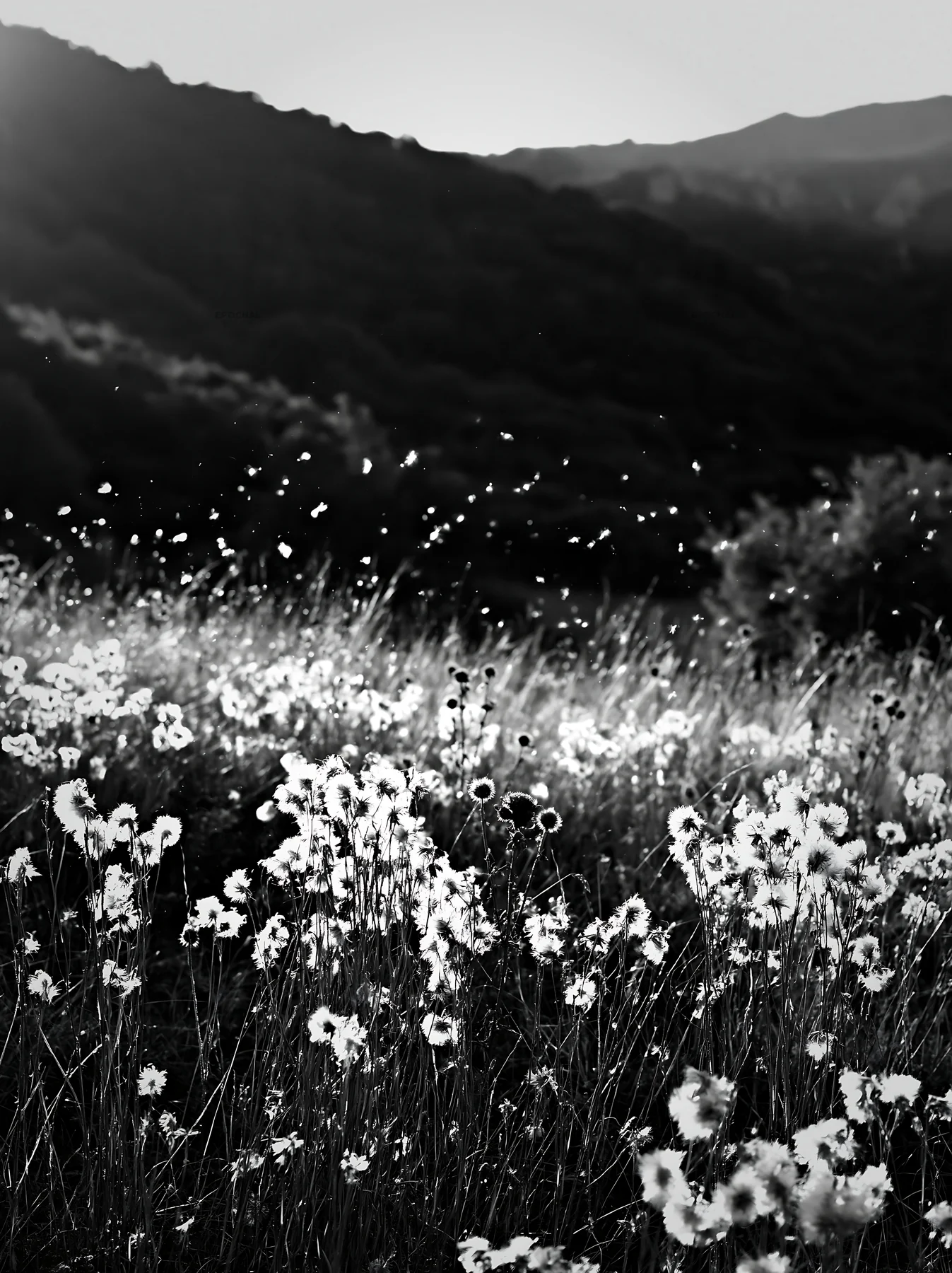 Meadow seedheads backlit at dusk - AI-generated stock image