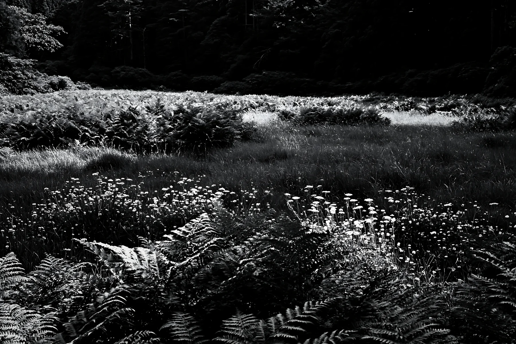 Black and white nara summer meadow with fern foreground in green landscape - AI-generated stock image
