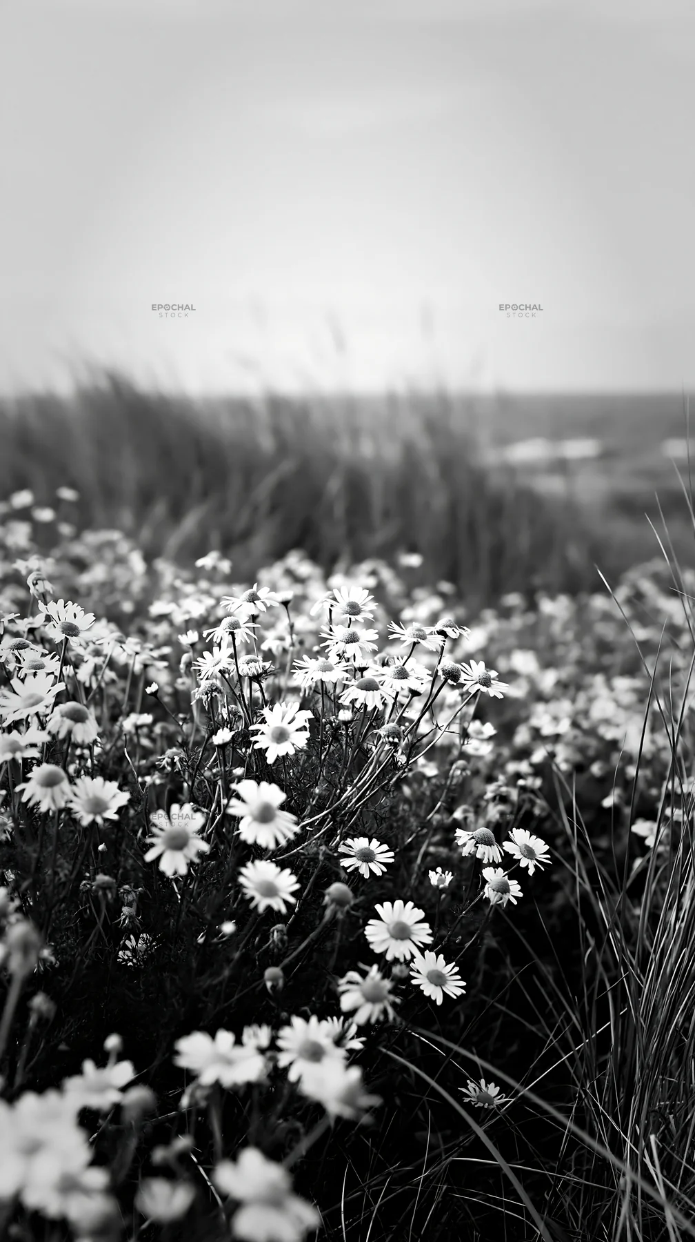 Chamomile meadow with grass and ocean in the background - AI-generated stock image