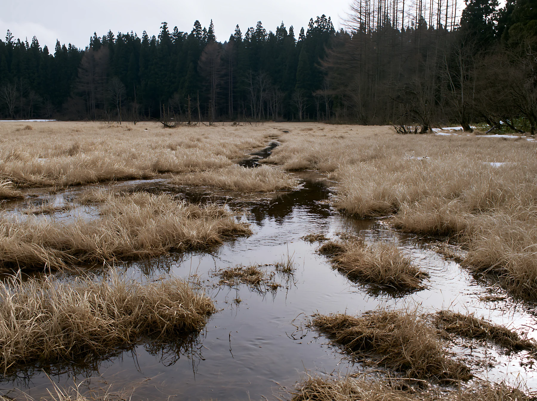 Akita snowmelt meadow with silver grasses in early spring - AI-generated stock image
