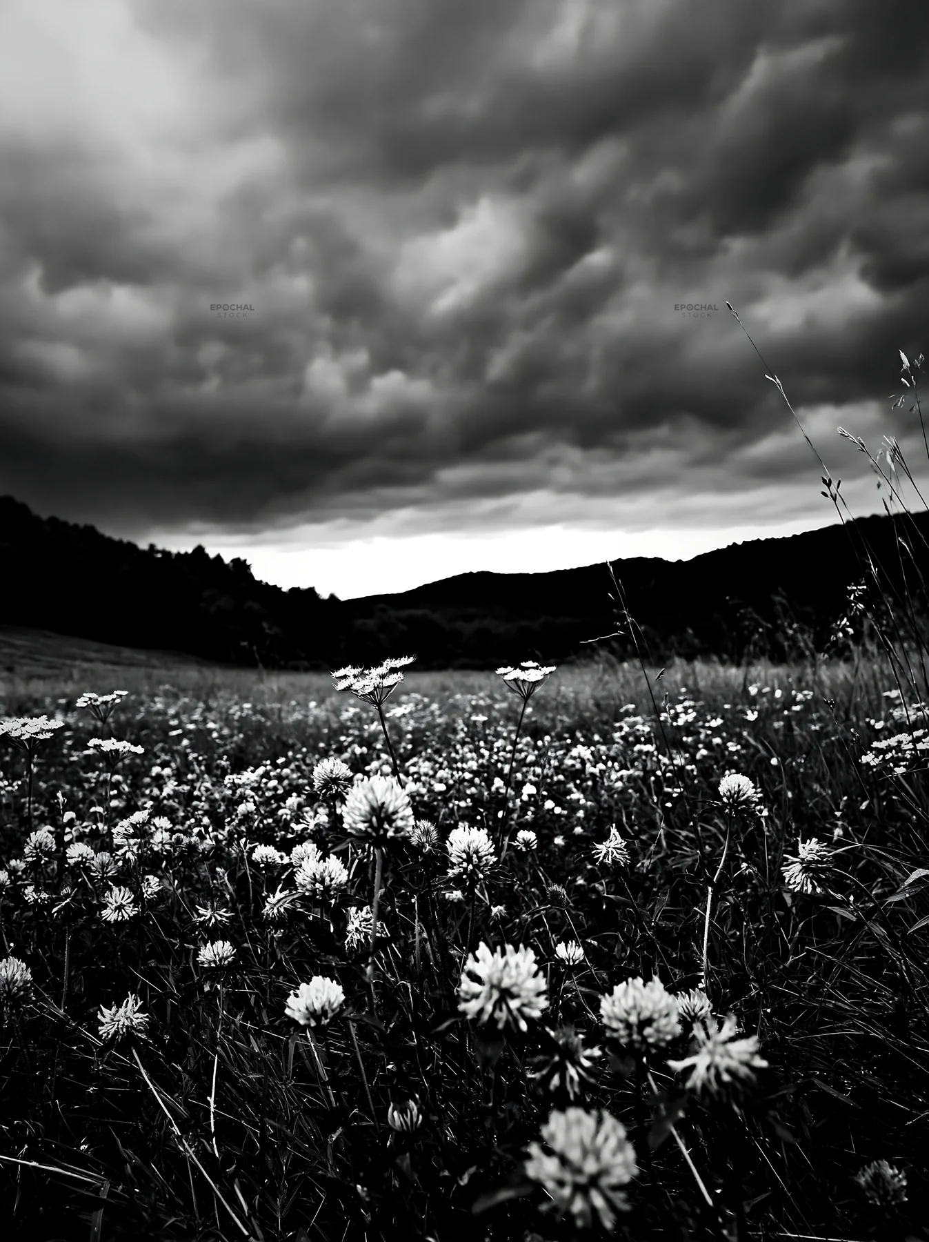 Colorful clover meadow under cloudy sky - AI-generated stock image