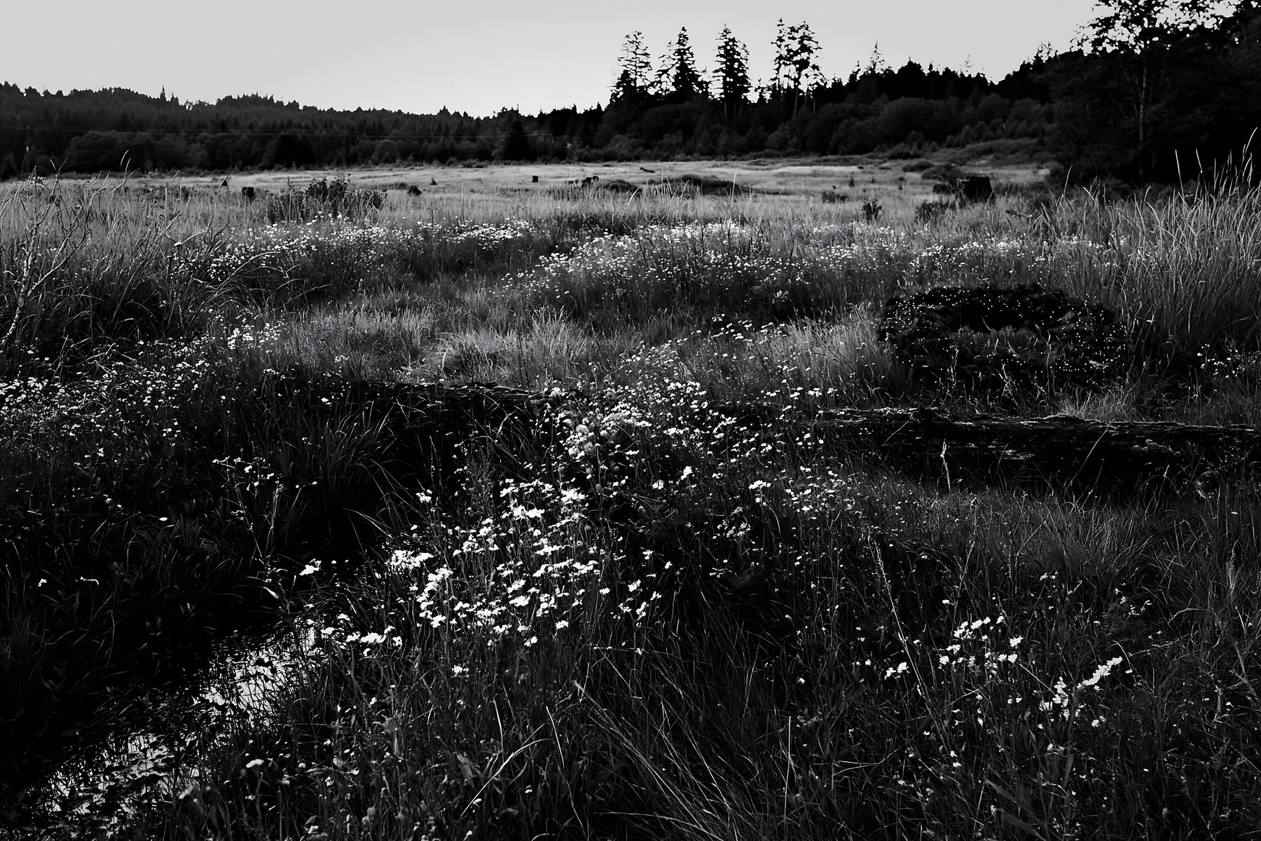 Expansive meadow with rainwater retention and Christmas wreaths - AI-generated stock image
