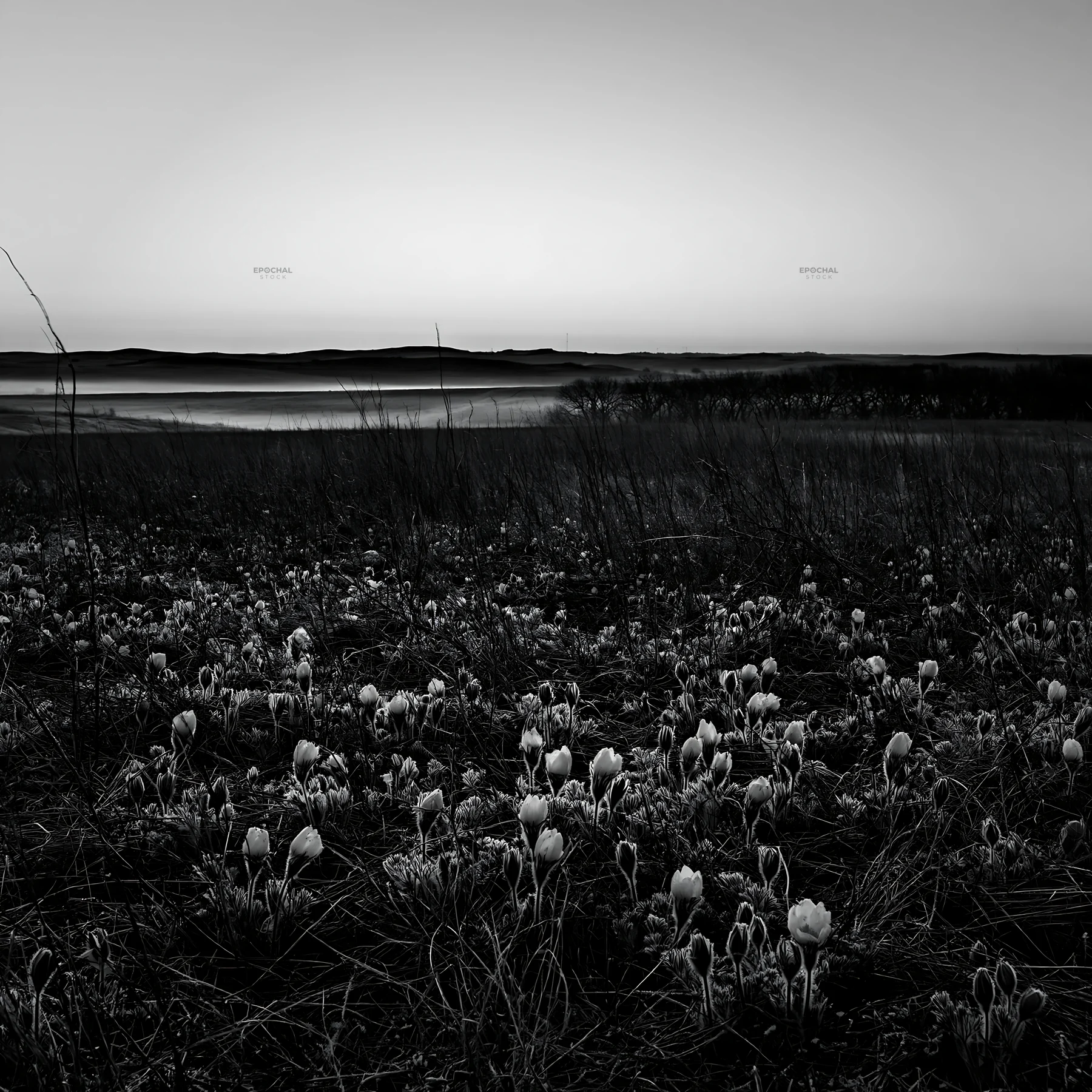 Spring meadow with flowers at dawn in black and white - AI-generated stock image