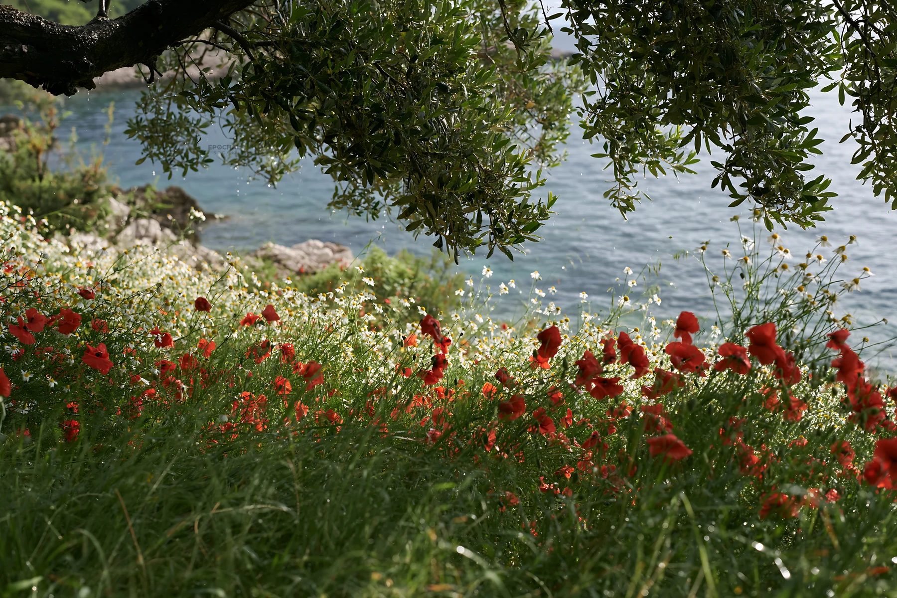 Seaside meadow with poppies by the water - AI-generated stock image