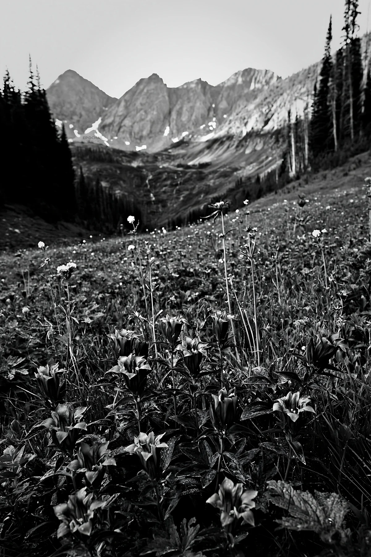 Flower meadow with distant mountains and cascade in black and white - AI-generated stock image