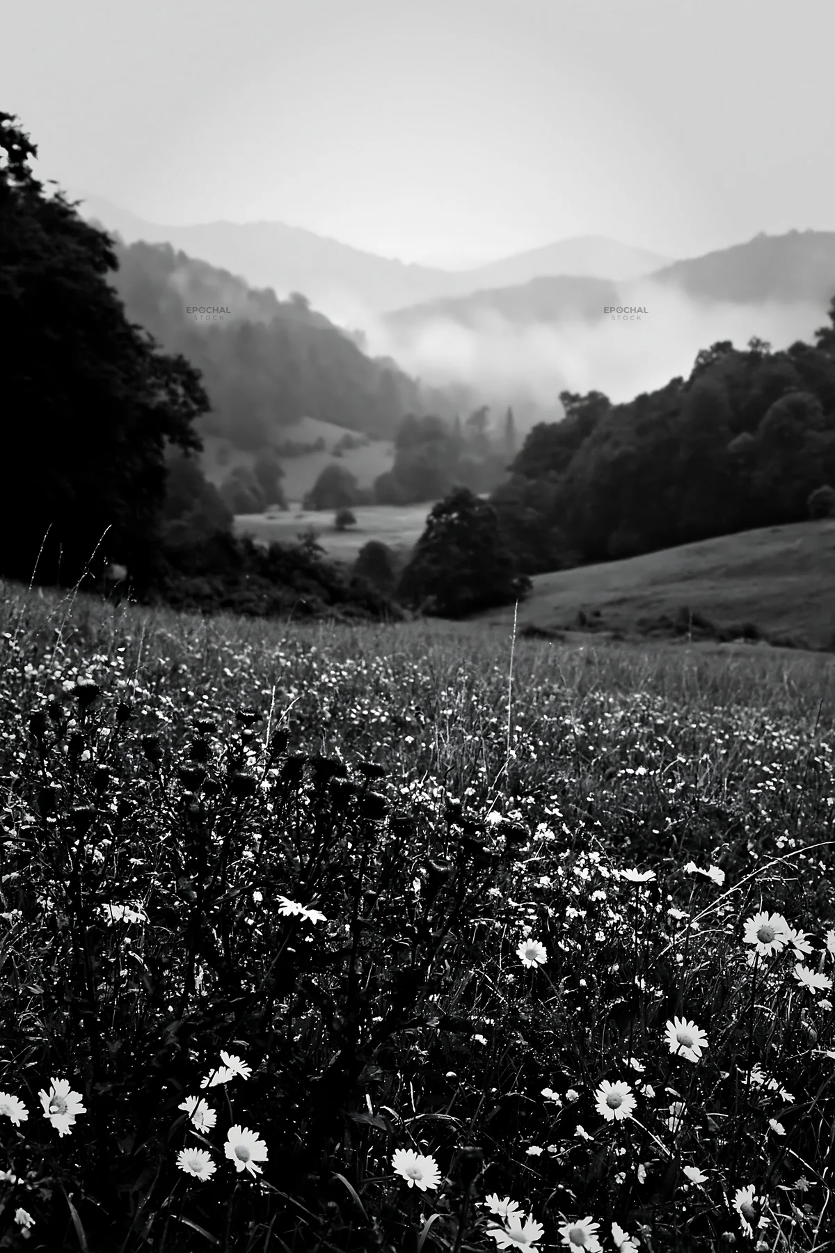 Black and white rolling valley meadows with flowers and misty mountains in view - AI-generated stock image