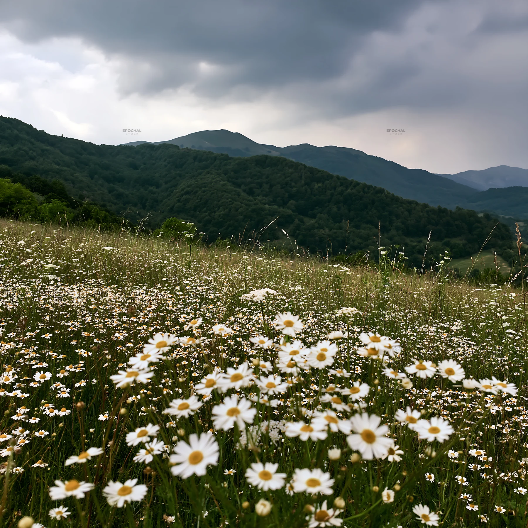 Chamomile meadow under cloudy sky in mountain landscape - AI-generated stock image