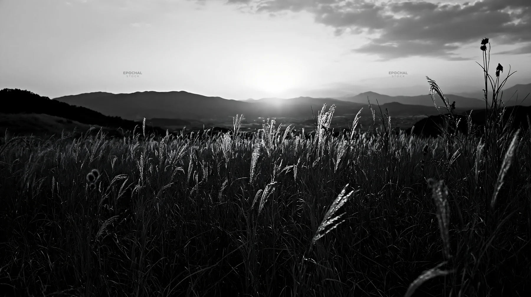 Ehime twilight meadow with dry seedheads at sunset - AI-generated stock image