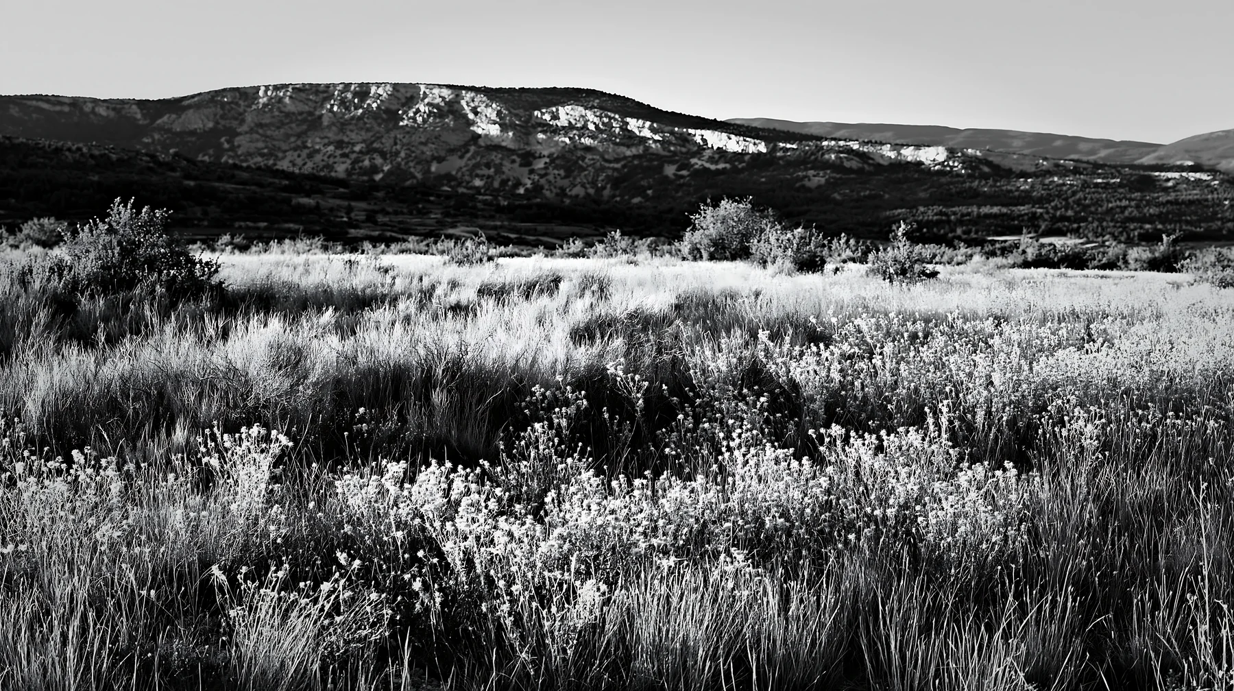 Meadow with seedheads and distant mountains in black and white - AI-generated stock image