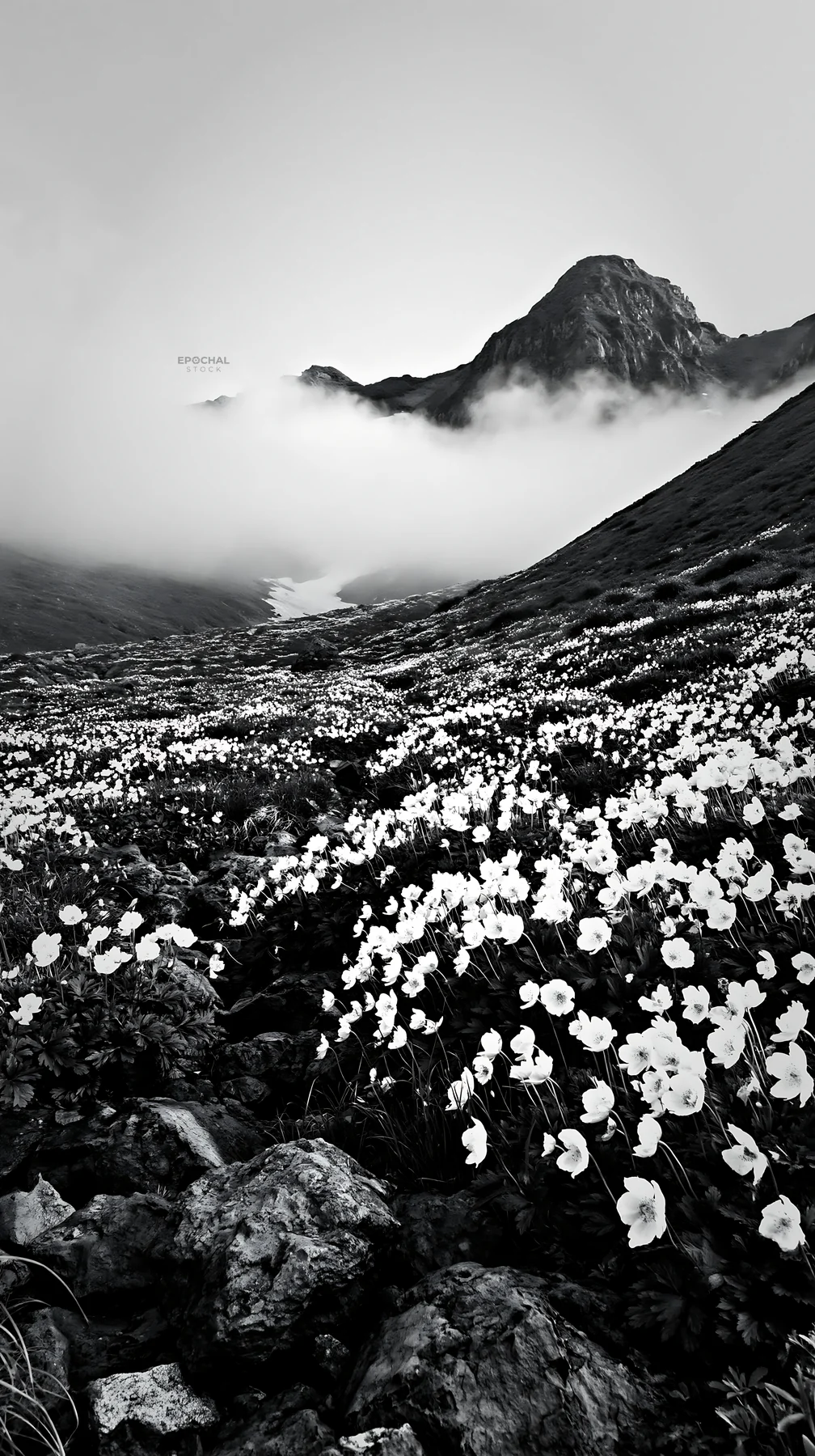 Black and white toyama alpine meadow snowmelt rock foreground with white flowers - AI-generated stock image