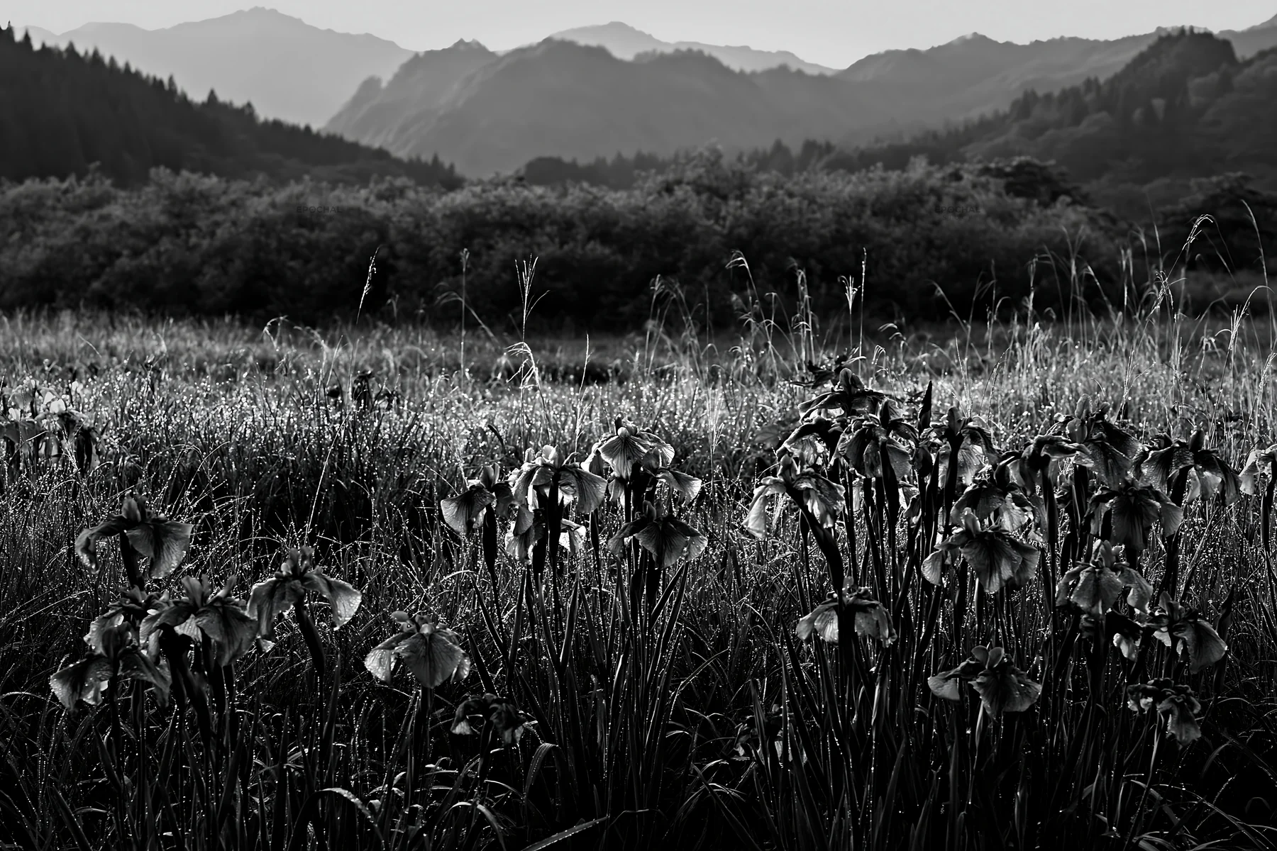 Black and white niigata floodplain restoration meadow dew foreground - AI-generated stock image