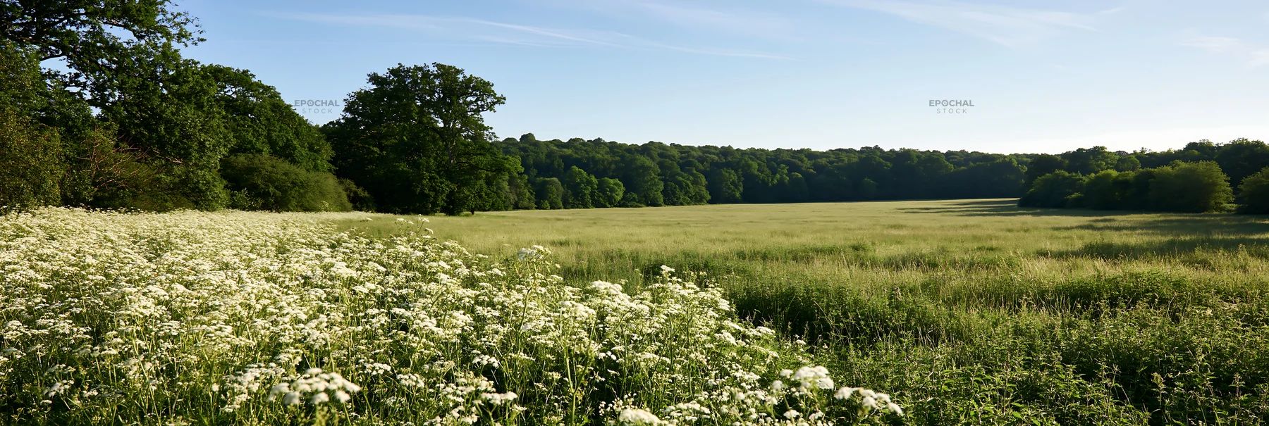 Cow parsley meadow in open field under clear blue sky - AI-generated stock image