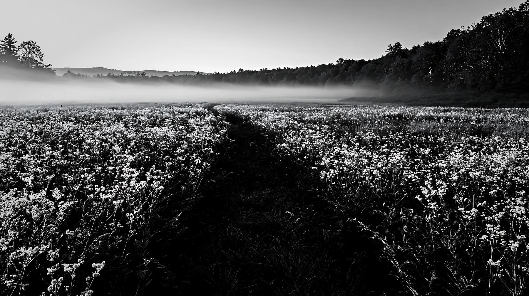 Black and white nara summer meadow with fern foreground at sunrise - AI-generated stock image