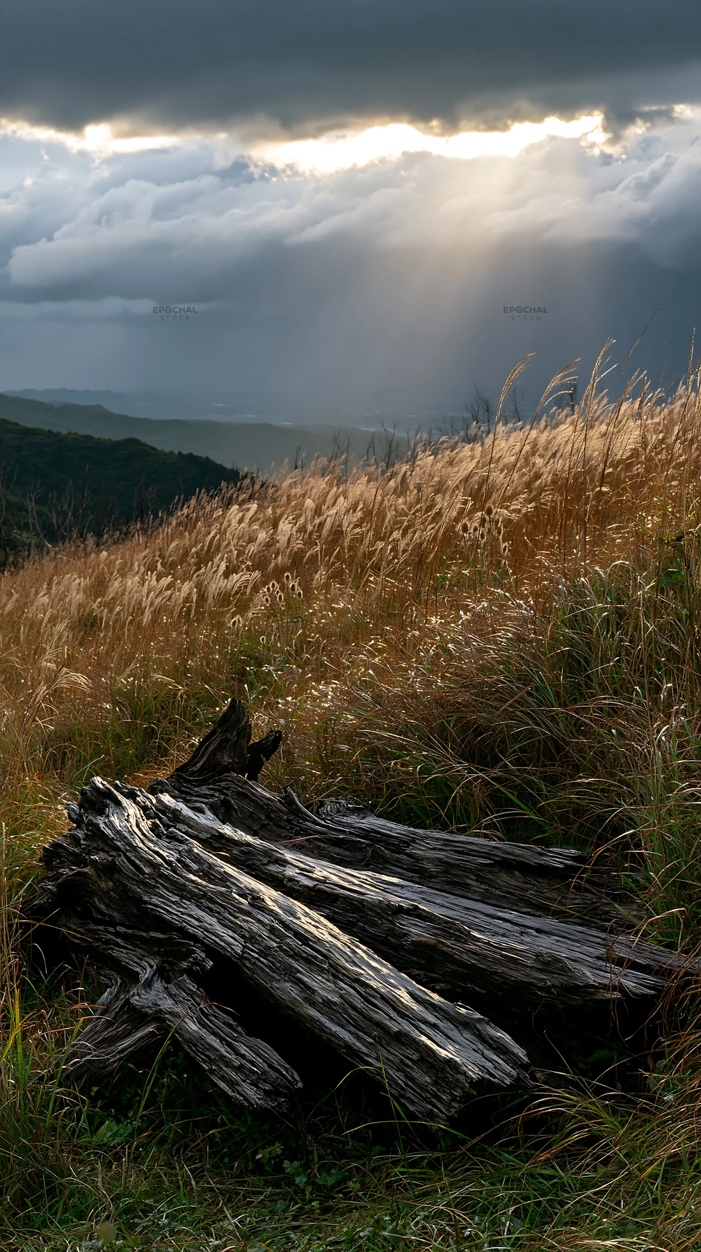 Wakayama autumn meadow with weathered wood in foreground - AI-generated stock image