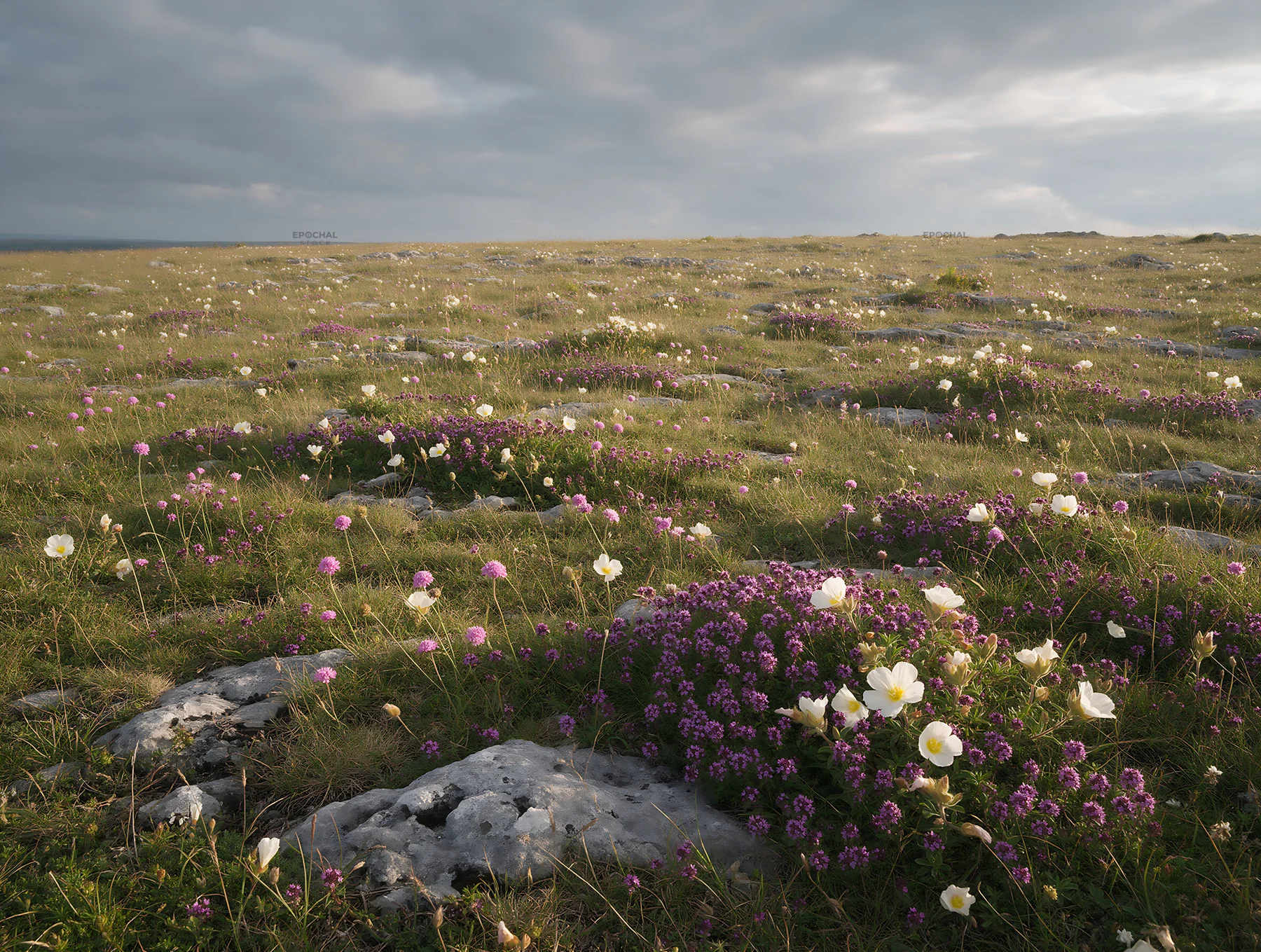 Cloudy dry flower meadow in overcast weather - AI-generated stock image
