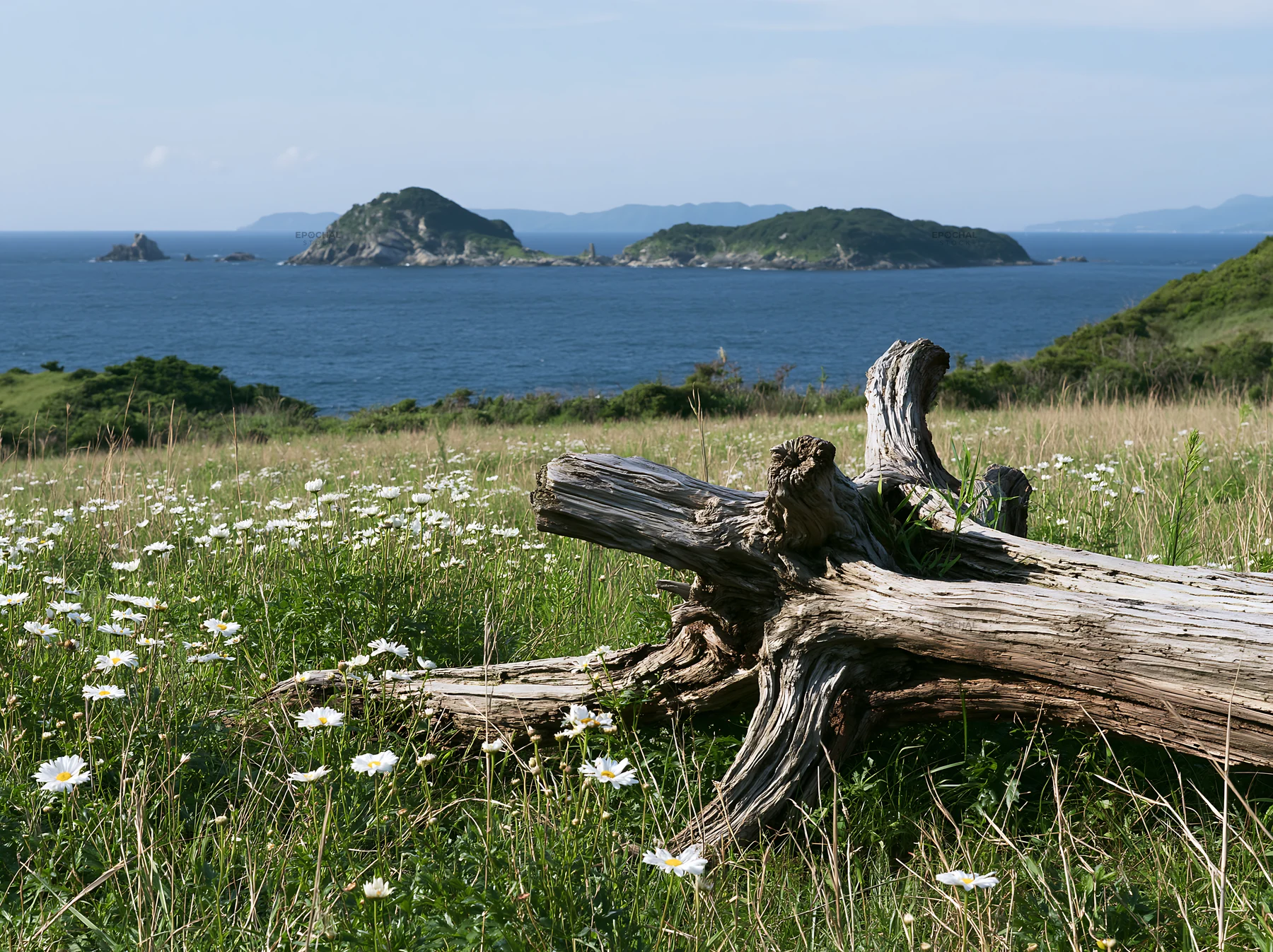 Nagasaki coastal meadow driftwood foreground mood - AI-generated stock image