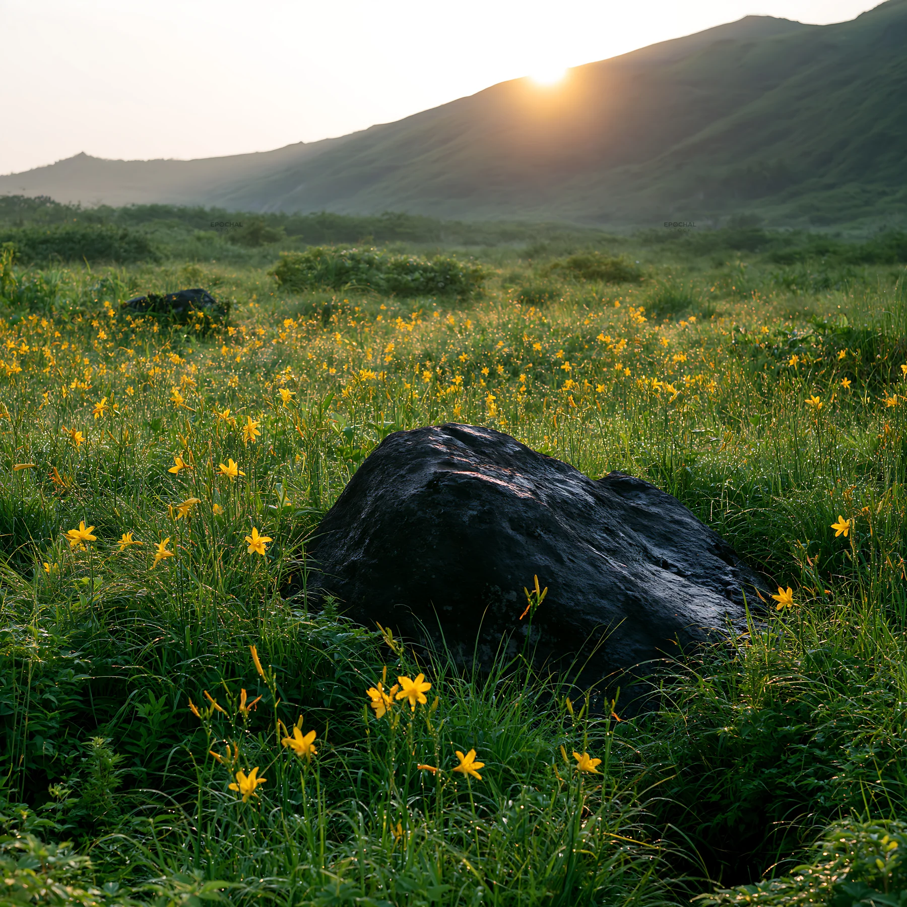 Sunset over Aomori meadow with flowers and boulder - AI-generated stock image