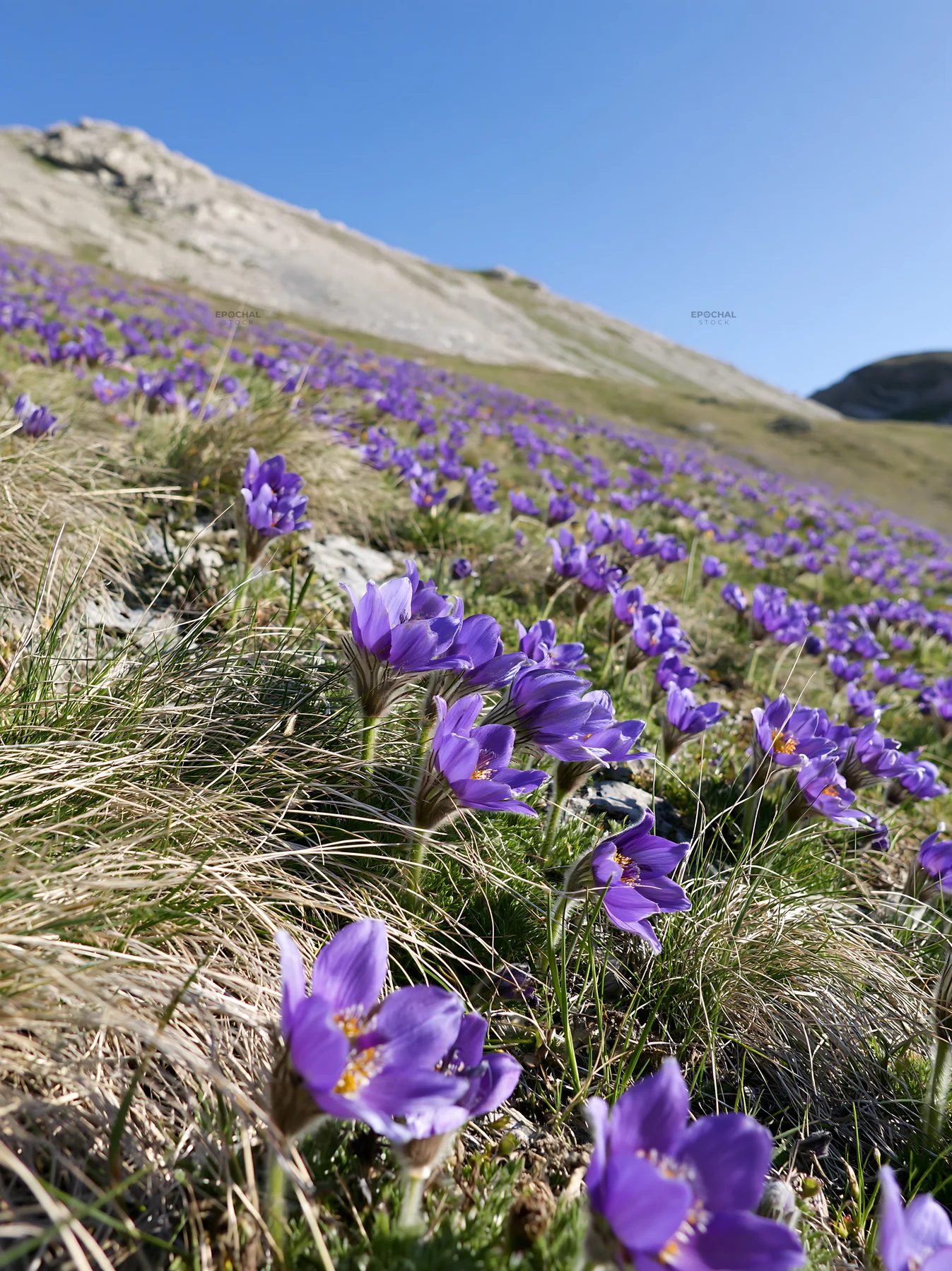 Sunny pasqueflower meadow with purple blooms in spring - AI-generated stock image