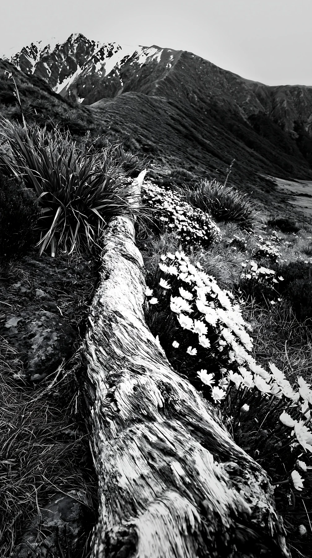 Weathered log in meadow with flowers and mountains - AI-generated stock image
