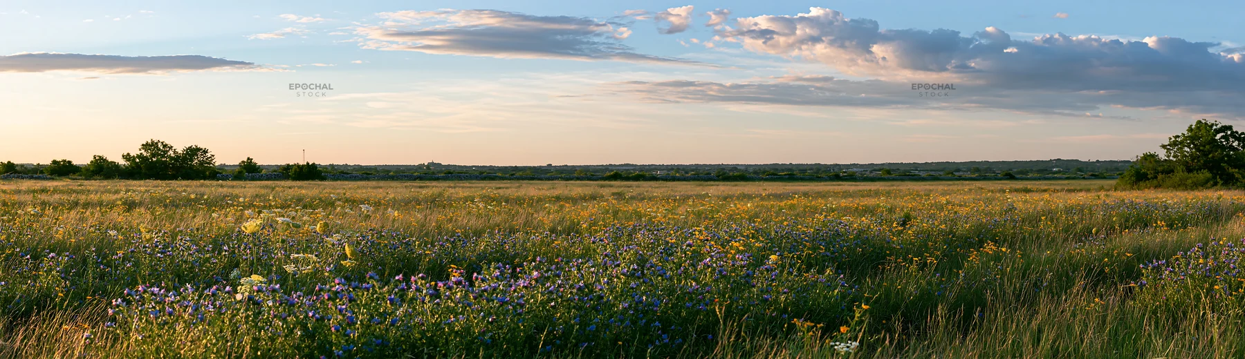 Regenerative meadow filled with wildflowers under a blue sky - AI-generated stock image