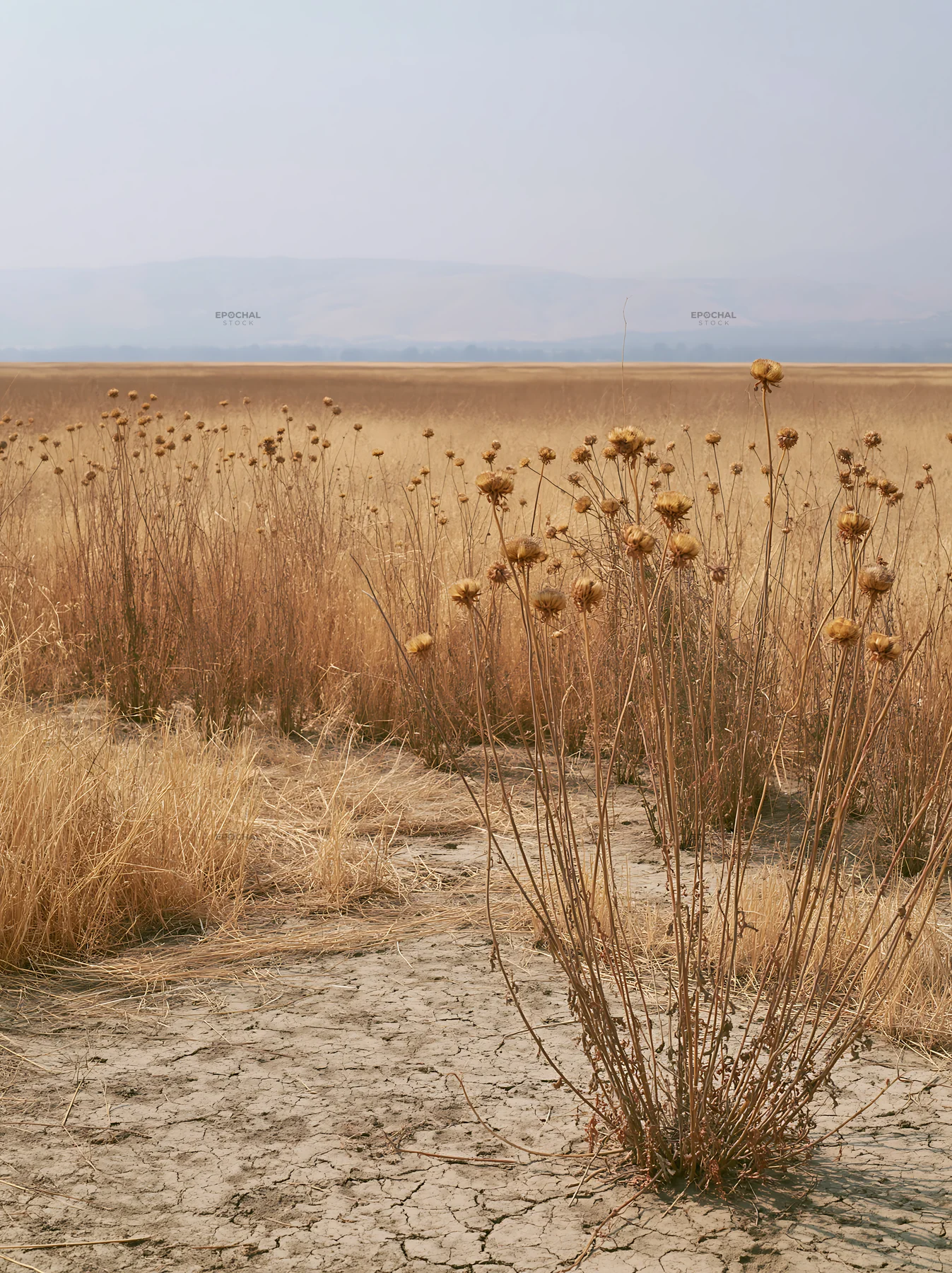 Drought-tolerant meadow with dry plants in vast landscape - AI-generated stock image