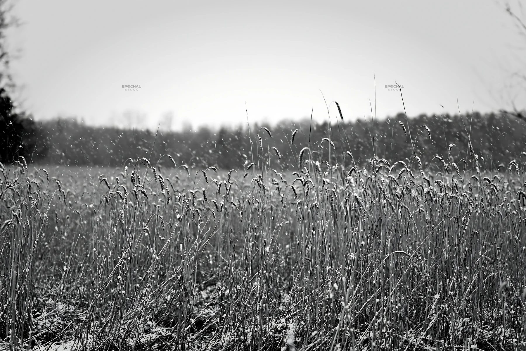 Seedhead meadow in black and white during sunny day - AI-generated stock image