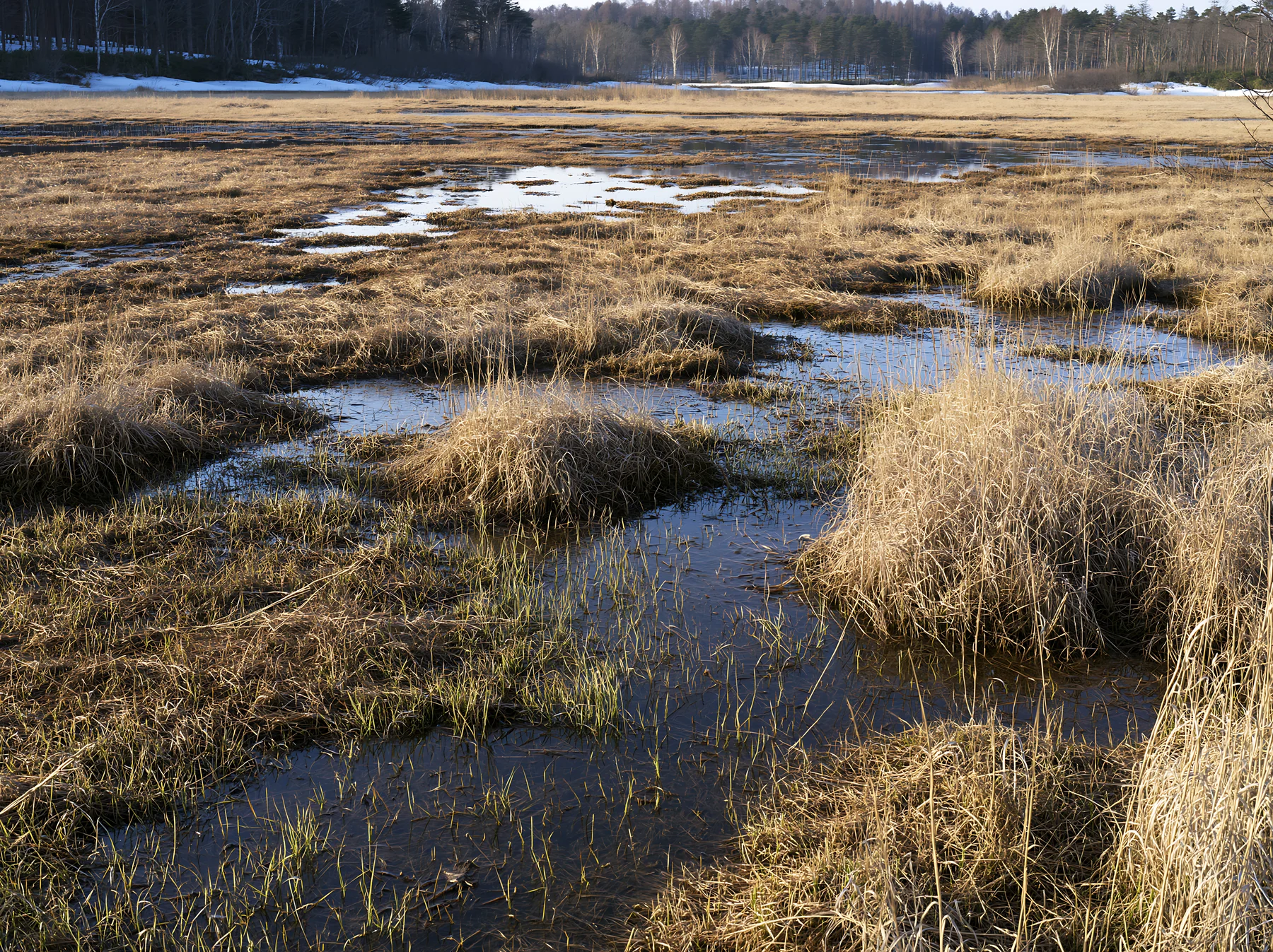 Akita snowmelt meadow with silver grasses in spring - AI-generated stock image