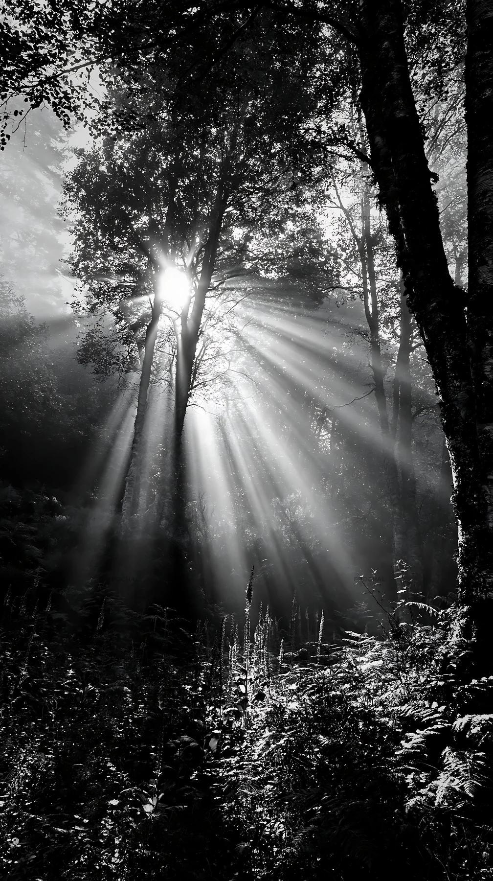 Sunrays shining through trees in Picos de Europa meadow - AI-generated stock image