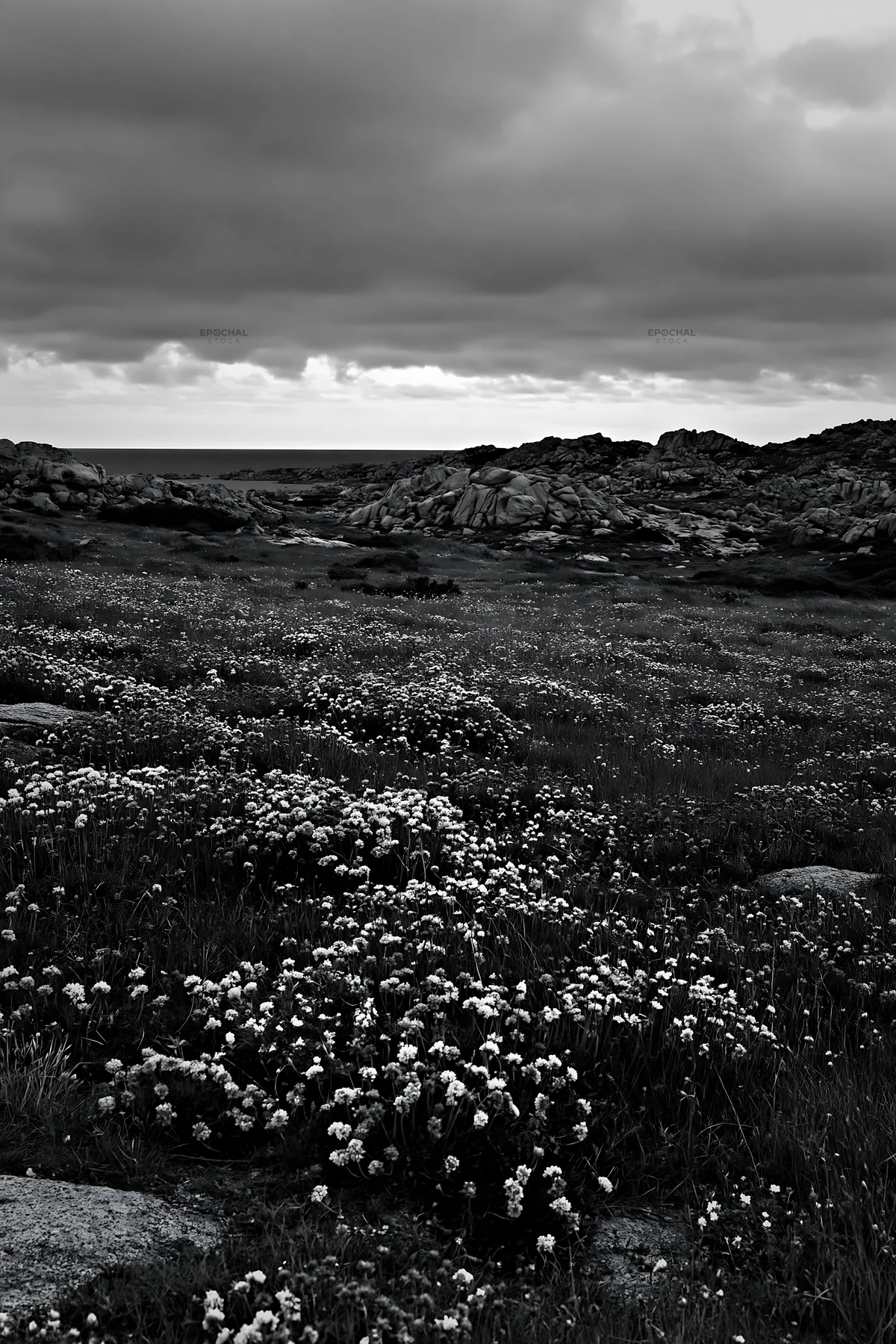 Italian meadow along rocky coast with flowers and cloudy sky - AI-generated stock image