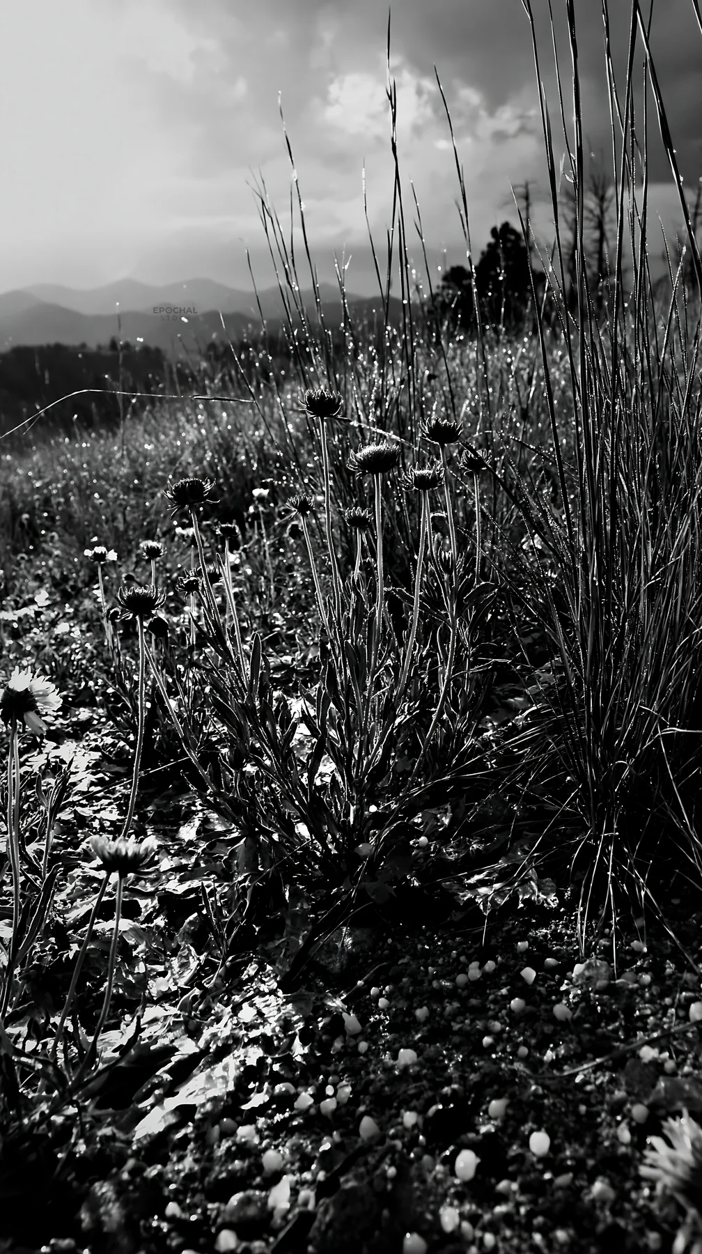 Black and white climate-resilient meadow with green grass and wildflowers - AI-generated stock image