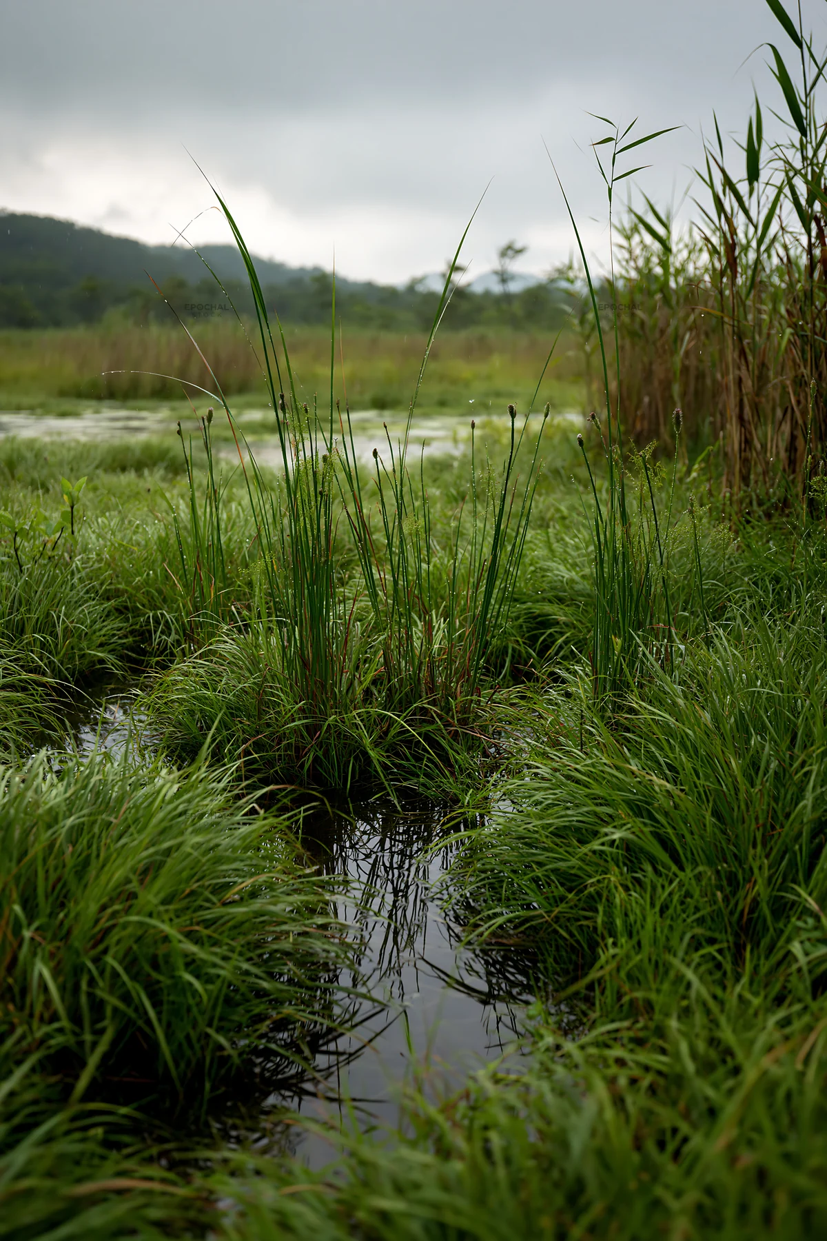 Shiga wetland meadow climate adaptation reeds near water - AI-generated stock image
