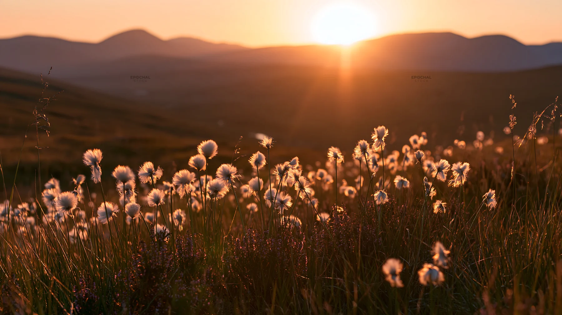 Cottongrass meadow glow during sunset - AI-generated stock image