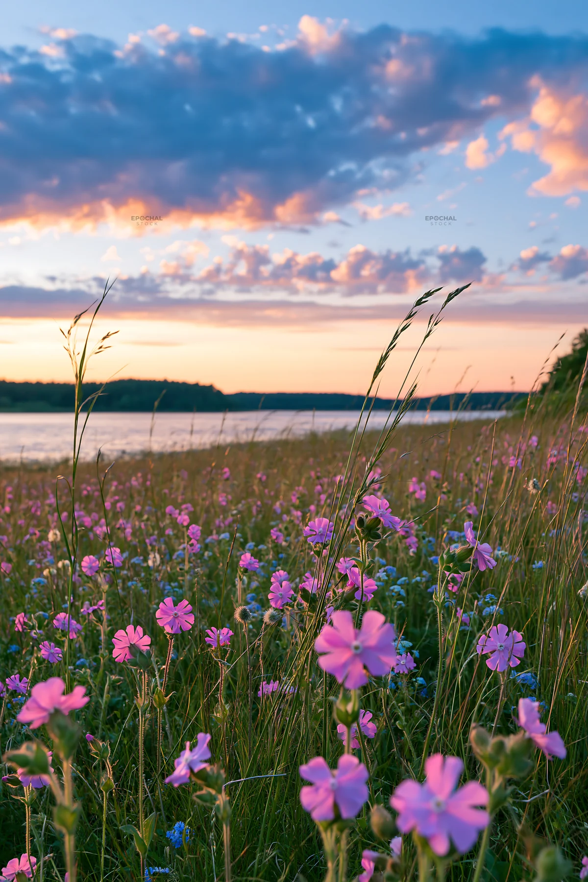 German lakeside meadow with wildflowers at sunset - AI-generated stock image