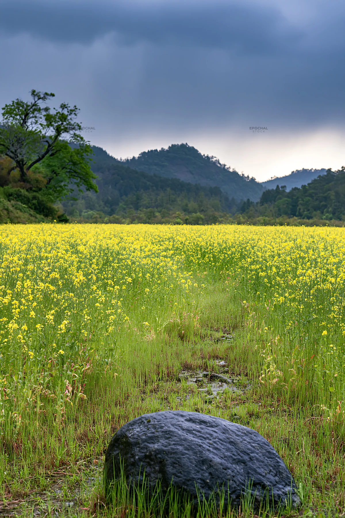 Hiroshima meadow with smooth rock and rainy sky - AI-generated stock image