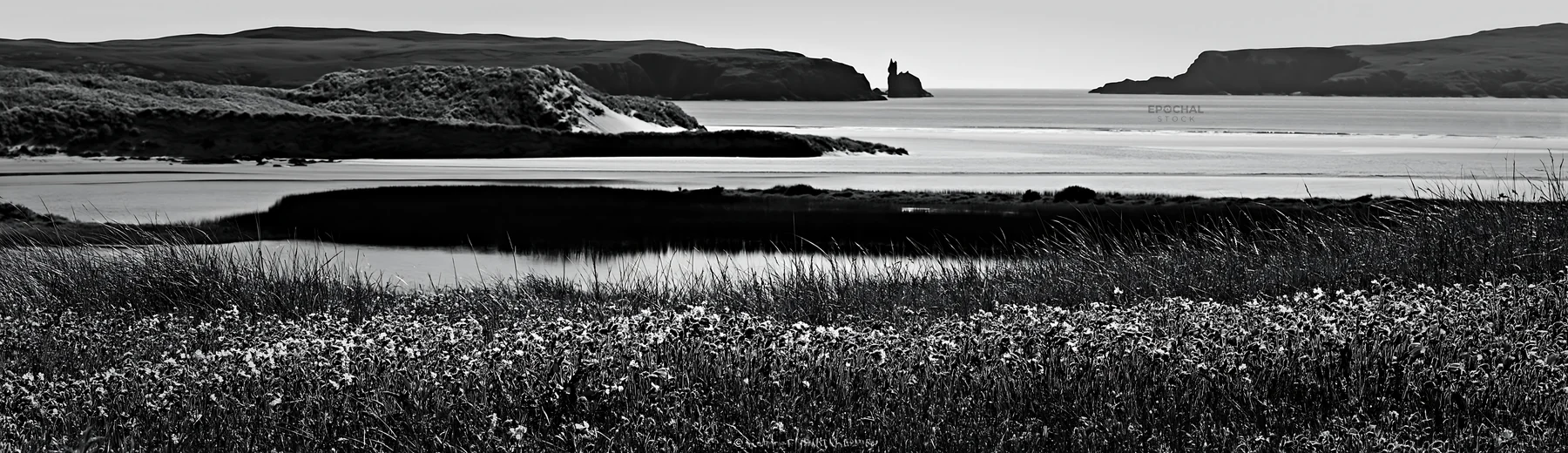 Campion bellflower meadow near coastal landscape - AI-generated stock image