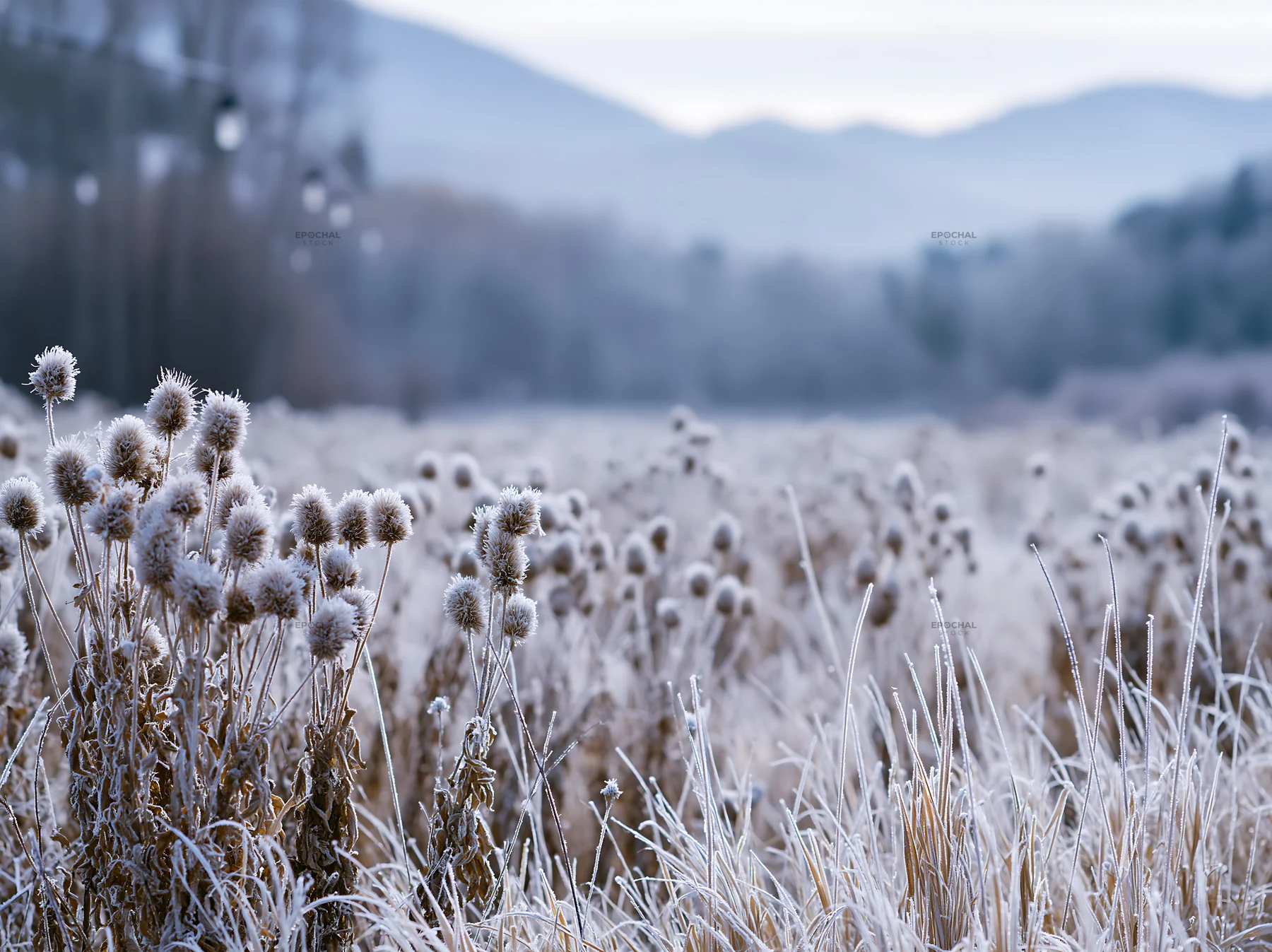 Frosty meadow with seedheads and distant mountains in winter - AI-generated stock image