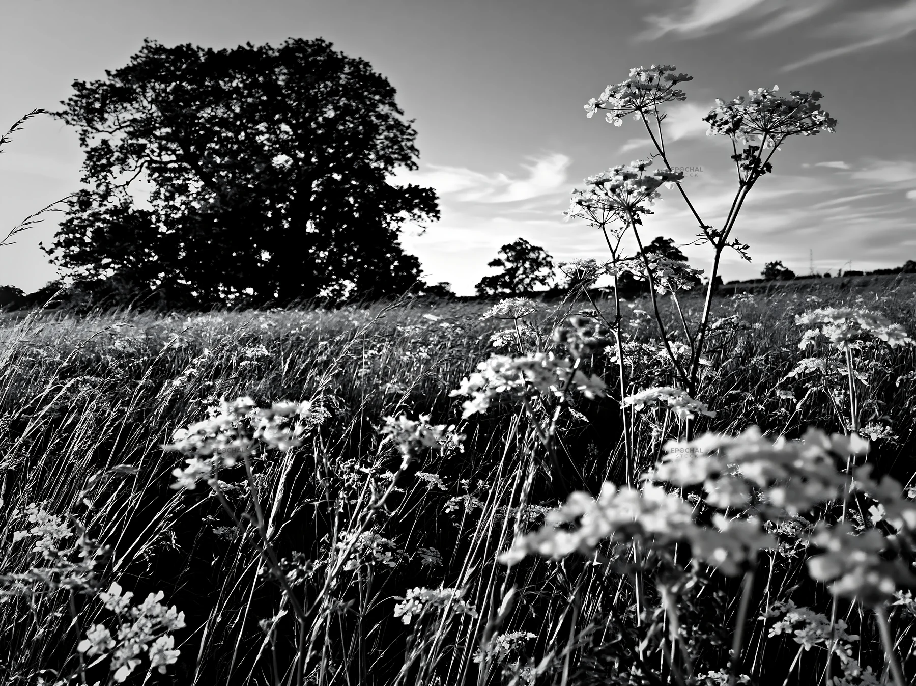 Cow parsley meadow with trees under a clear sky - AI-generated stock image